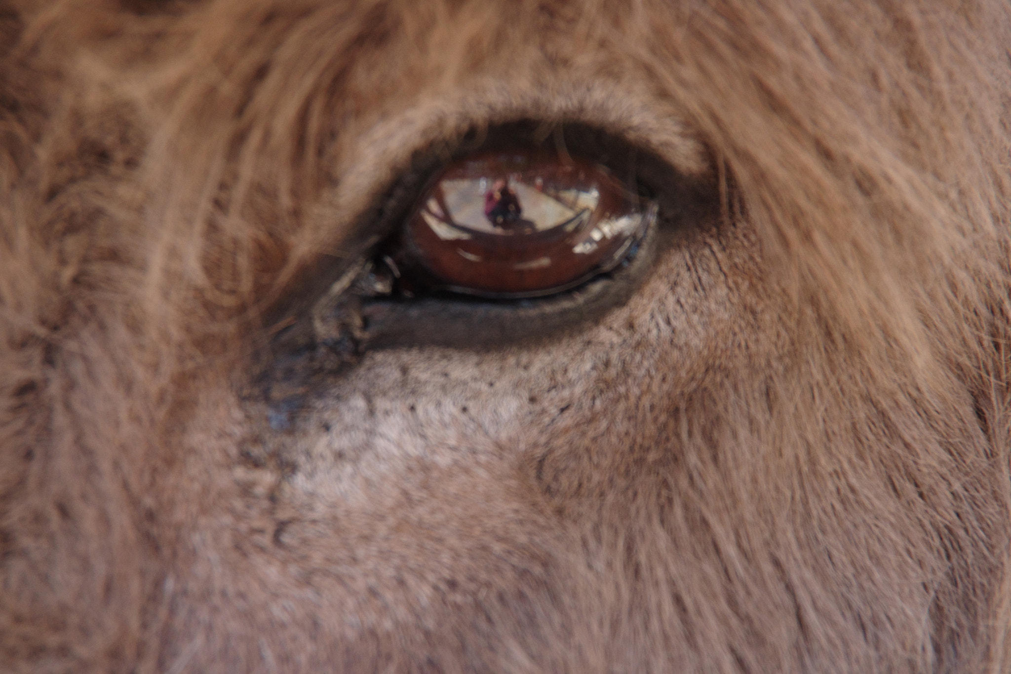 Pentax K-70 sample photo. Donkey's eyes catch me photography