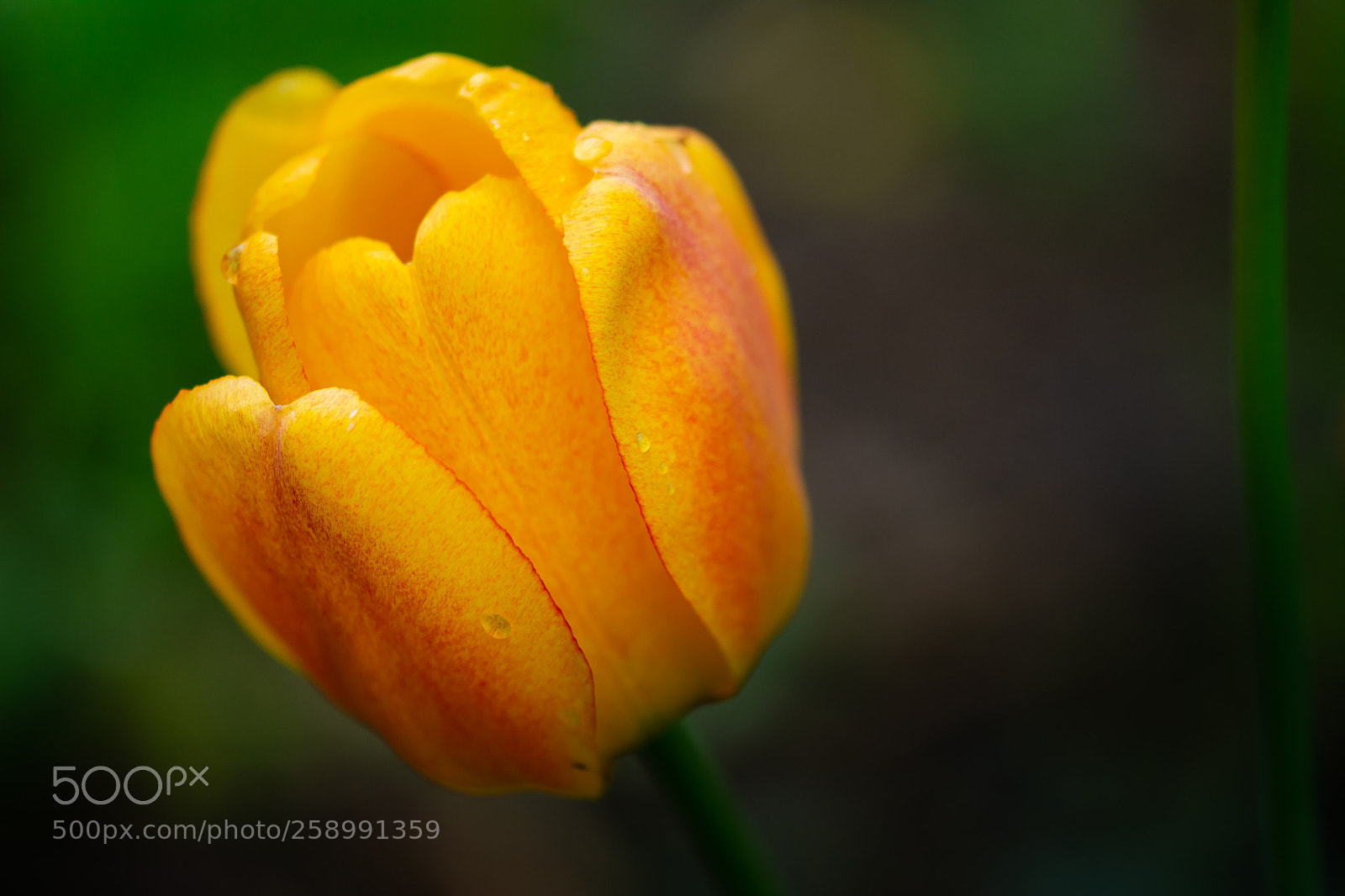 Nikon D7100 sample photo. Tulip photography