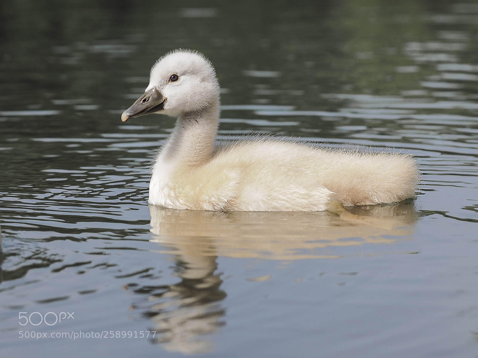 Olympus OM-D E-M1 sample photo. Cygnet photography