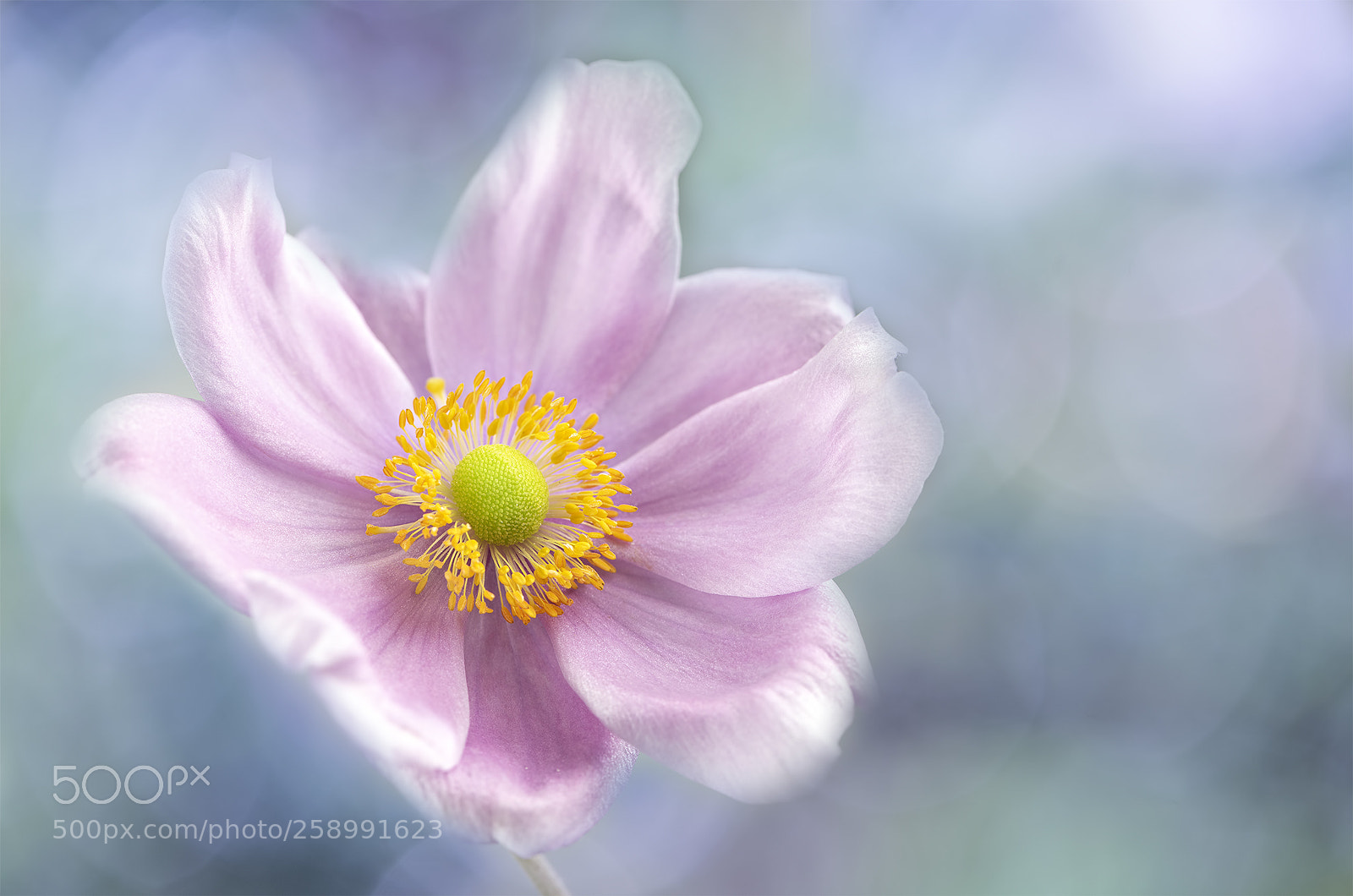 Nikon D810 sample photo. Pink dream photography