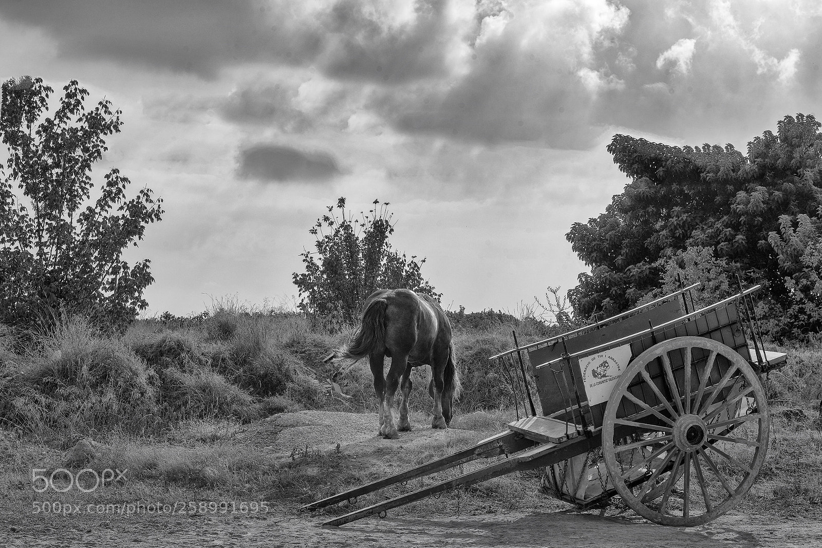 Nikon D800 sample photo. Tir i arrastre 5 photography