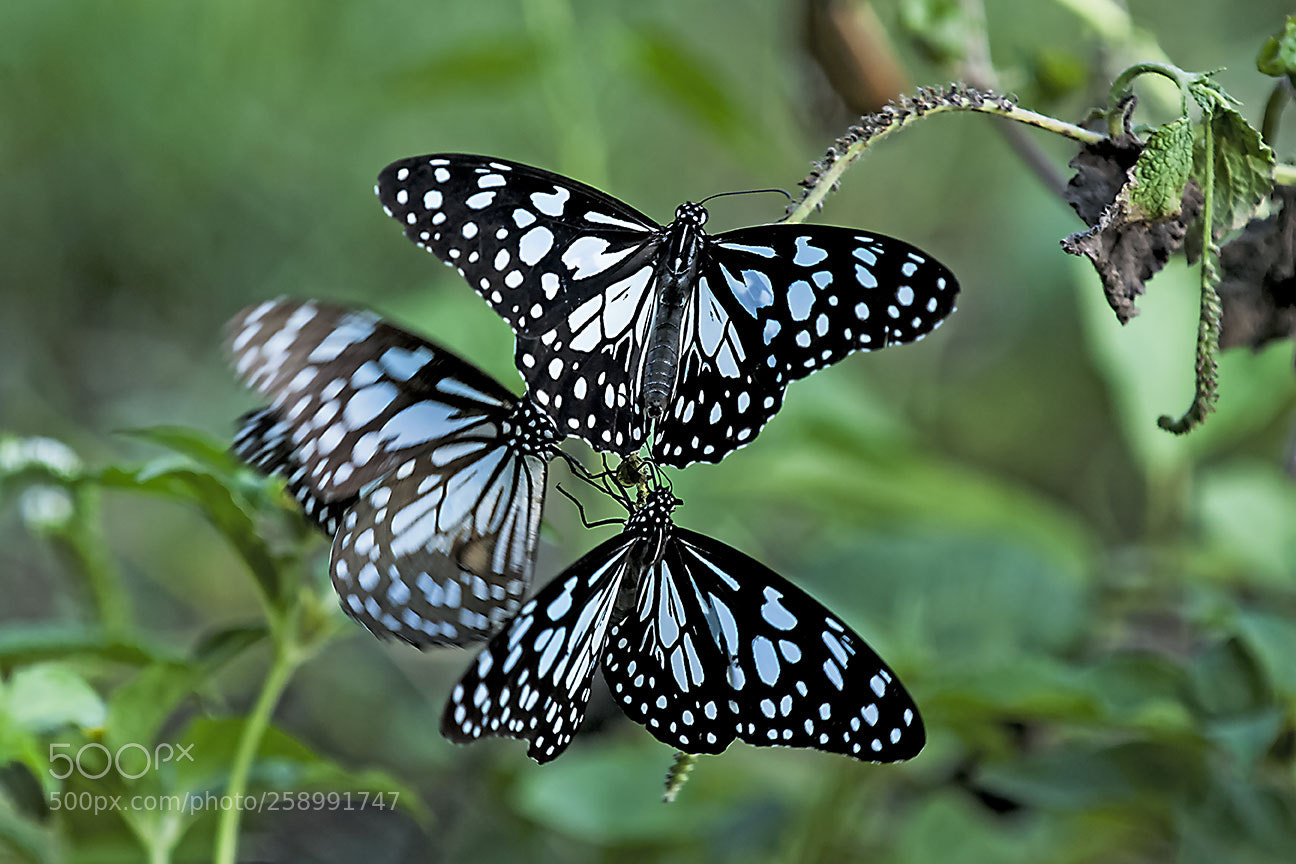 Nikon D80 sample photo. Blue tigers photography