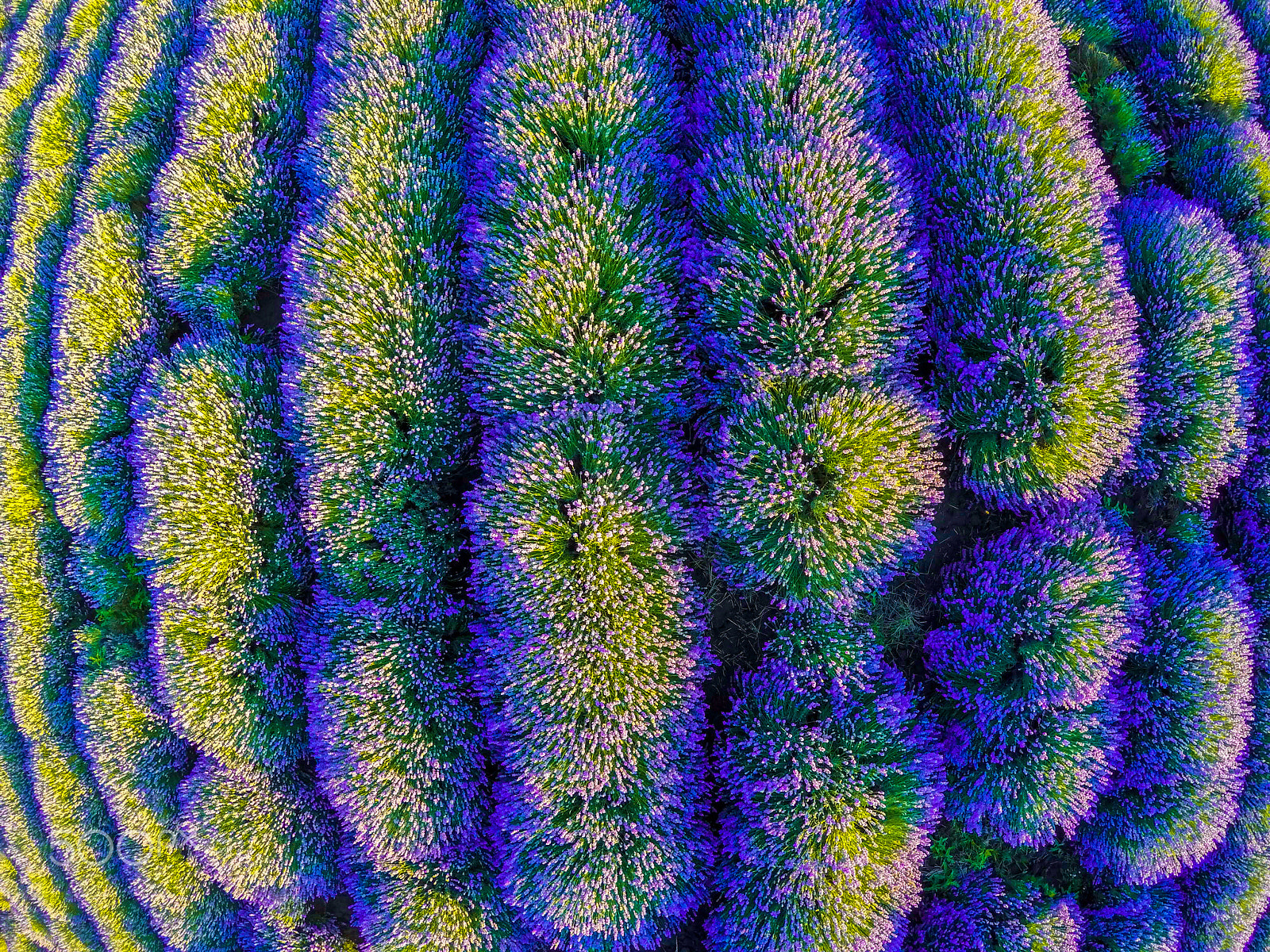 GoPro HERO4 Black sample photo. Aerial view of lavender field in provence photography