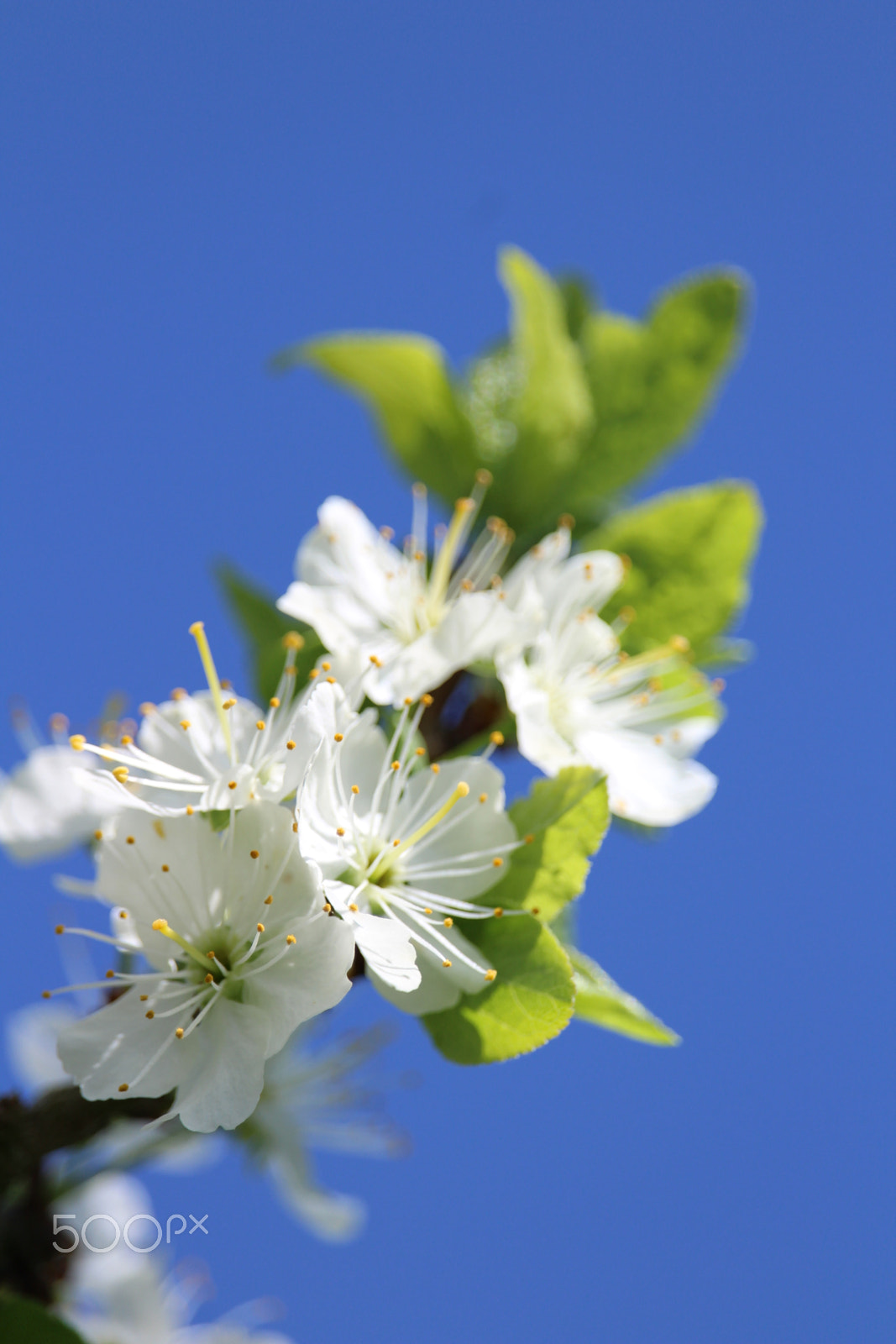 Canon EF-S 55-250mm F4-5.6 IS STM sample photo. Prunier en fleur photography