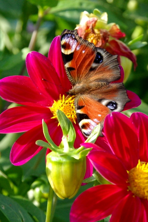 Pentax K200D sample photo. Choco butterfly photography