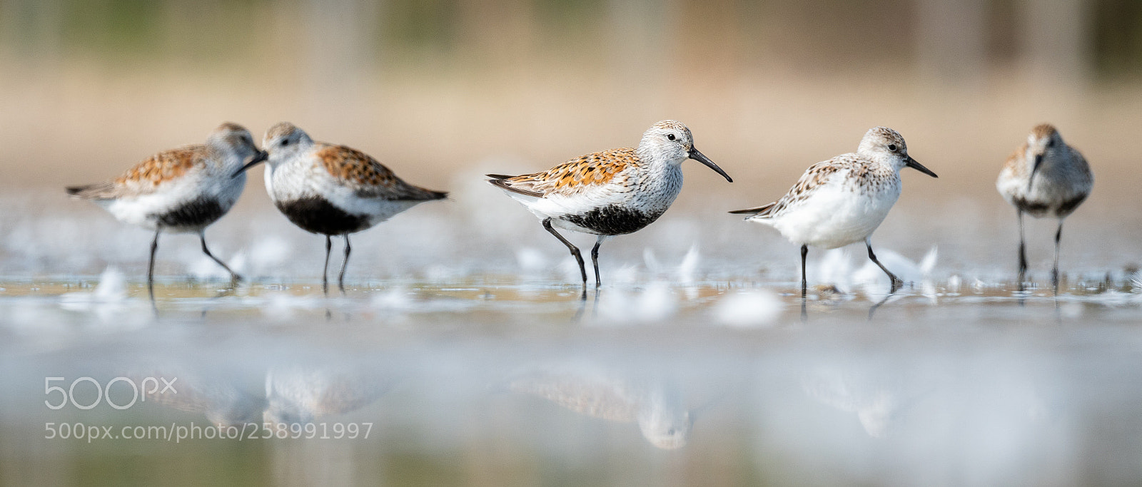 Sony a6300 sample photo. Dunlin photography