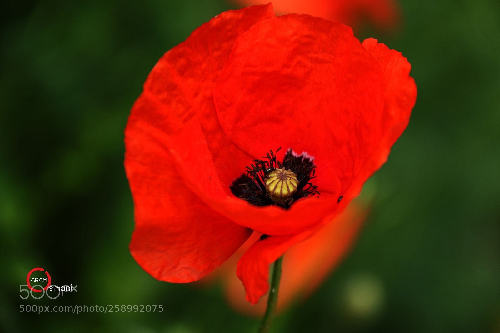 Canon EOS 7D Mark II sample photo. Ca photography