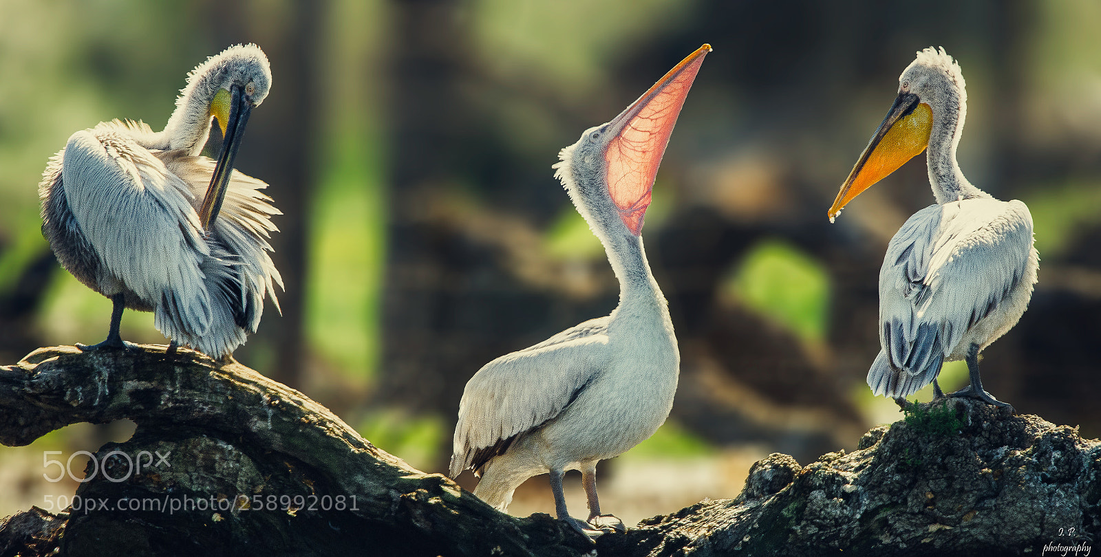 Nikon D7200 sample photo. Pelicans meeteng photography