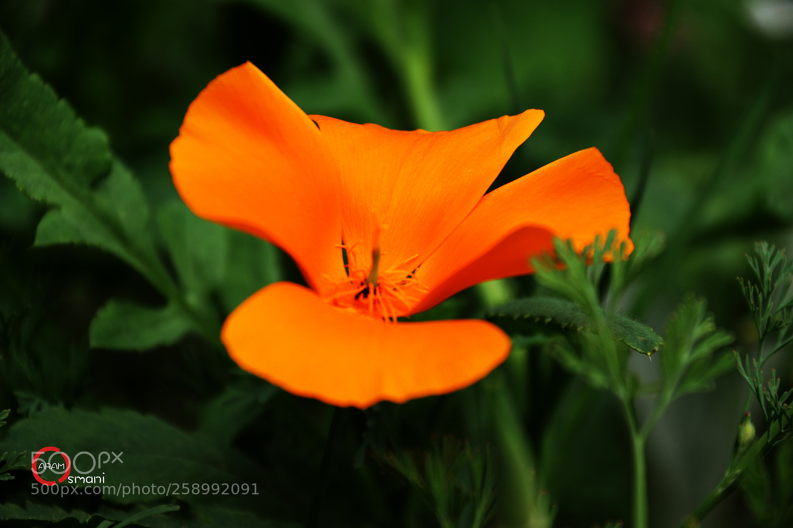Canon EOS 7D Mark II sample photo. Ca photography