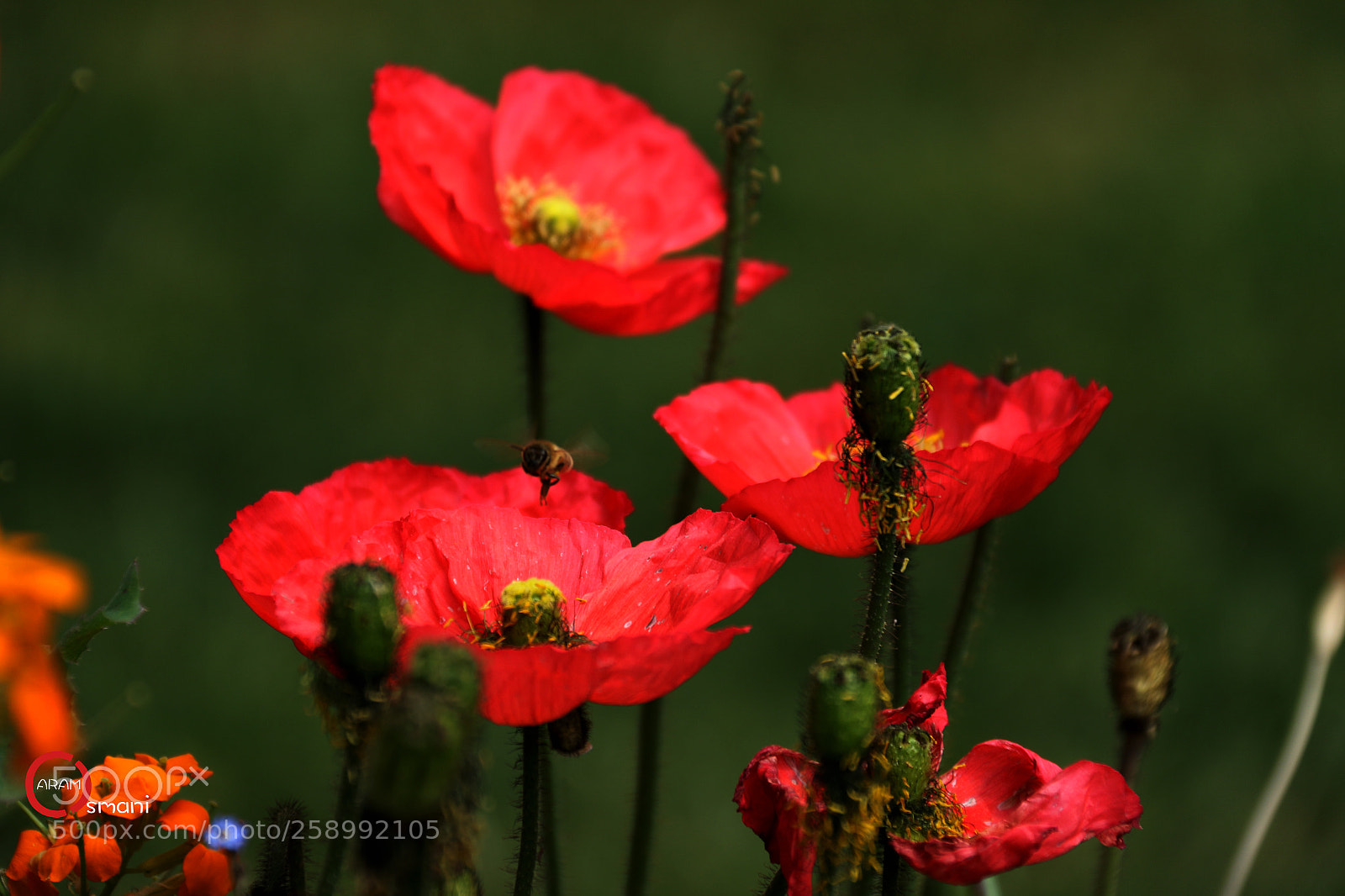 Canon EOS 7D Mark II sample photo. Ca photography