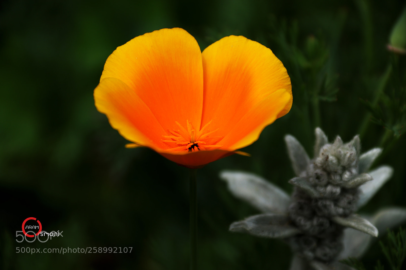 Canon EOS 7D Mark II sample photo. Ca photography