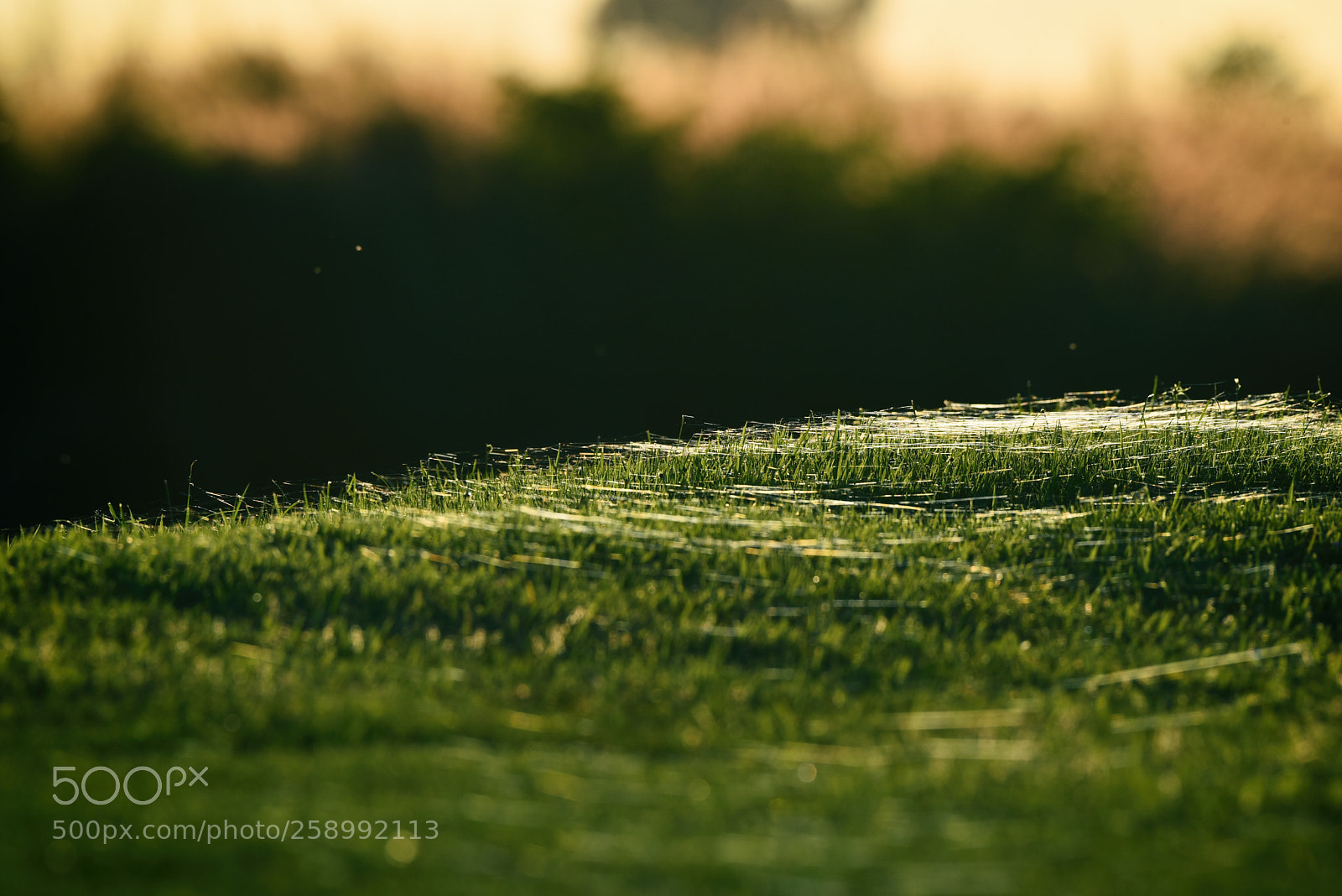 Nikon D750 sample photo. Spider silk photography