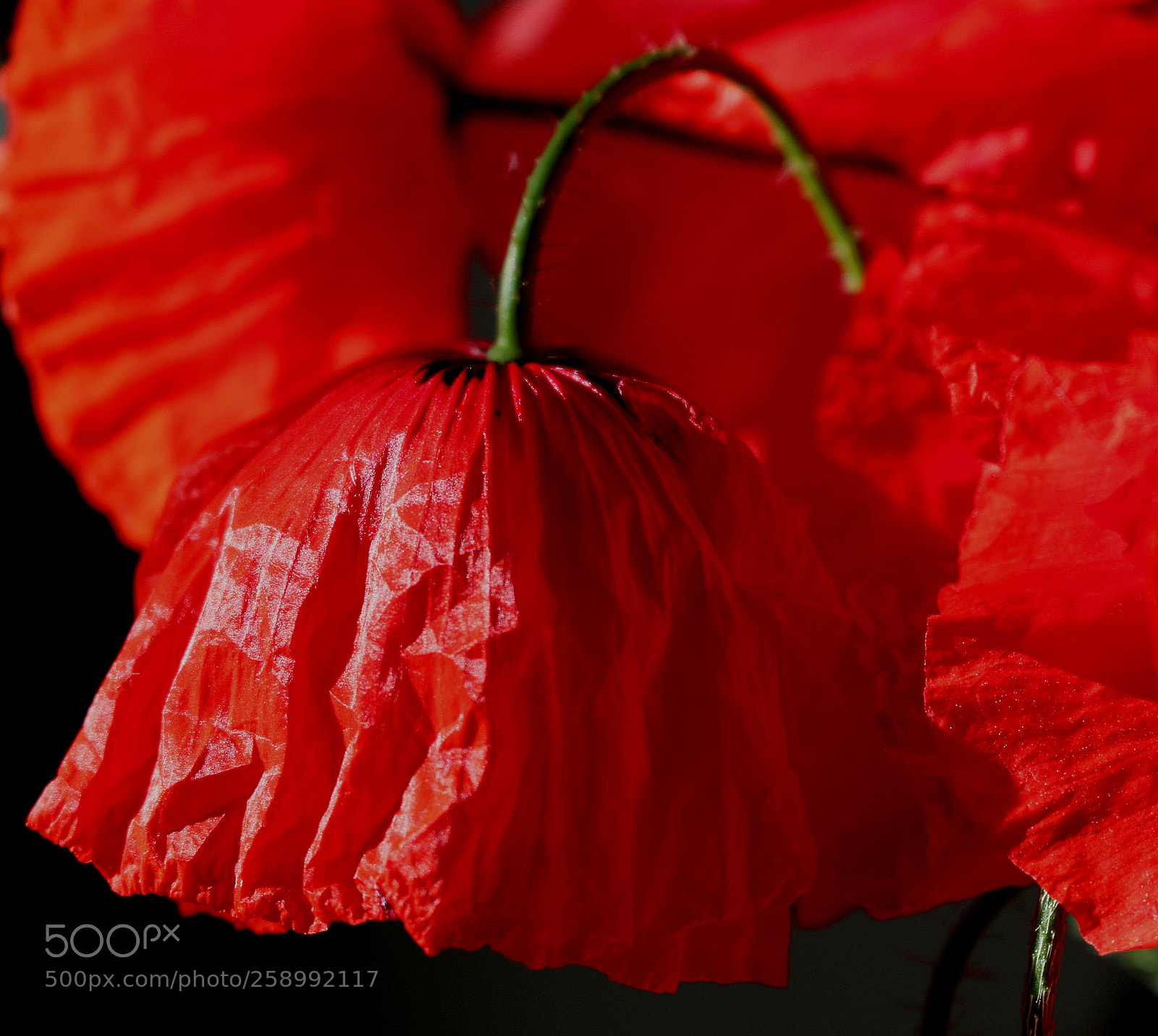 Canon EOS 100D (EOS Rebel SL1 / EOS Kiss X7) sample photo. Eine ist immer anders photography