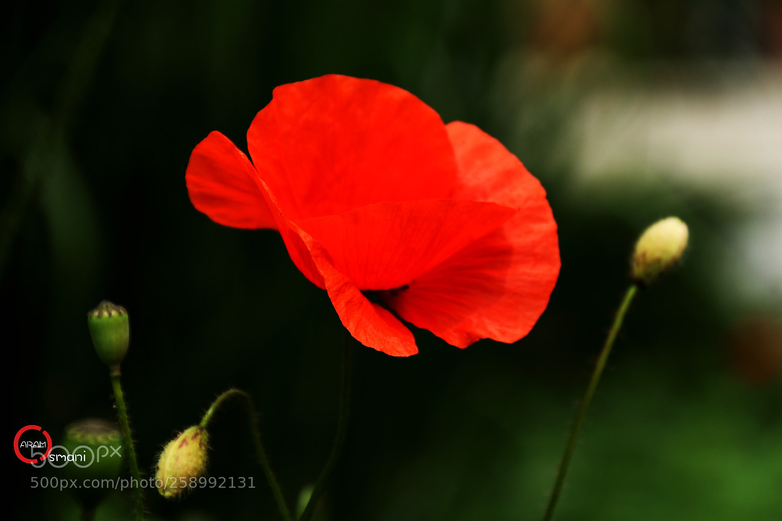 Canon EOS 7D Mark II sample photo. Ca photography