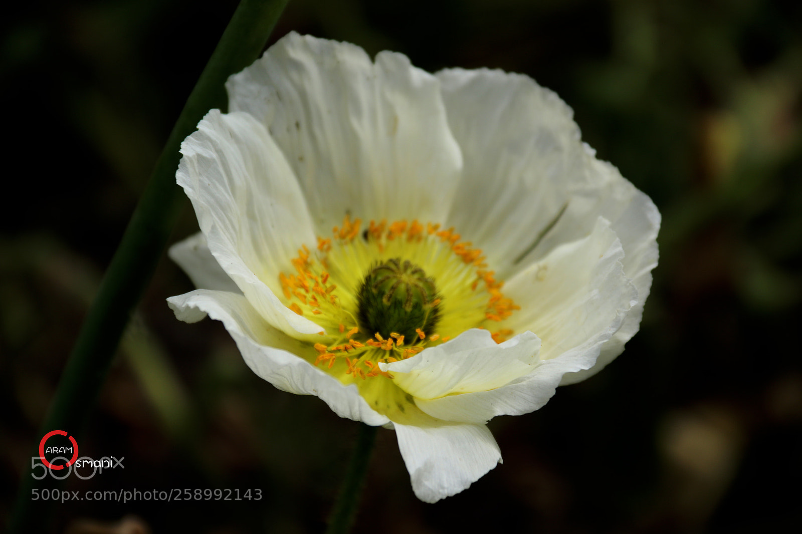 Canon EOS 7D Mark II sample photo. Ca photography