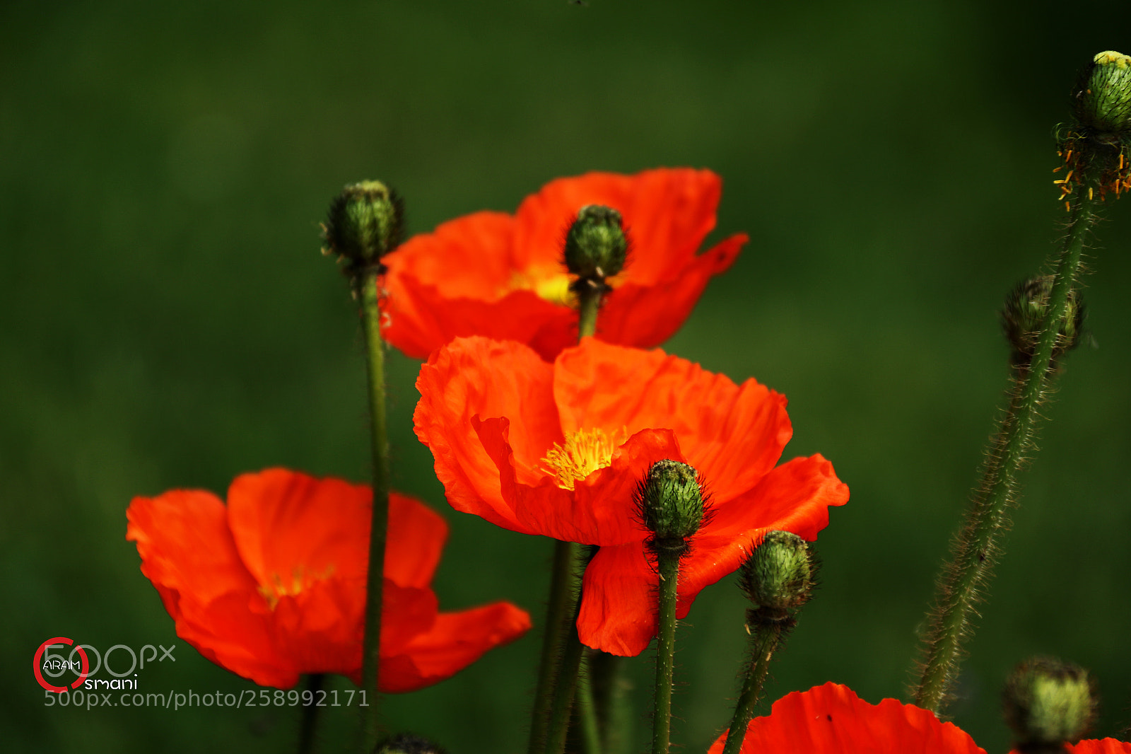 Canon EOS 7D Mark II sample photo. Ca photography