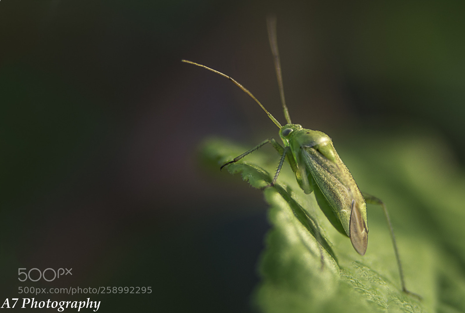 Sony a6500 sample photo. Green photography