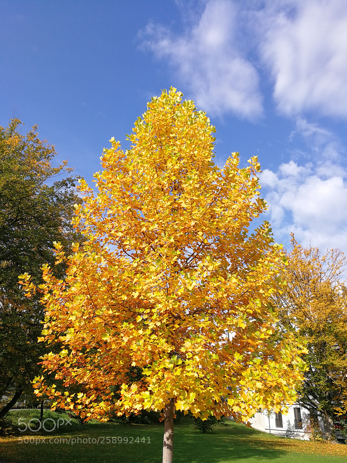 HUAWEI Mate 9 sample photo. Yellow tree photography