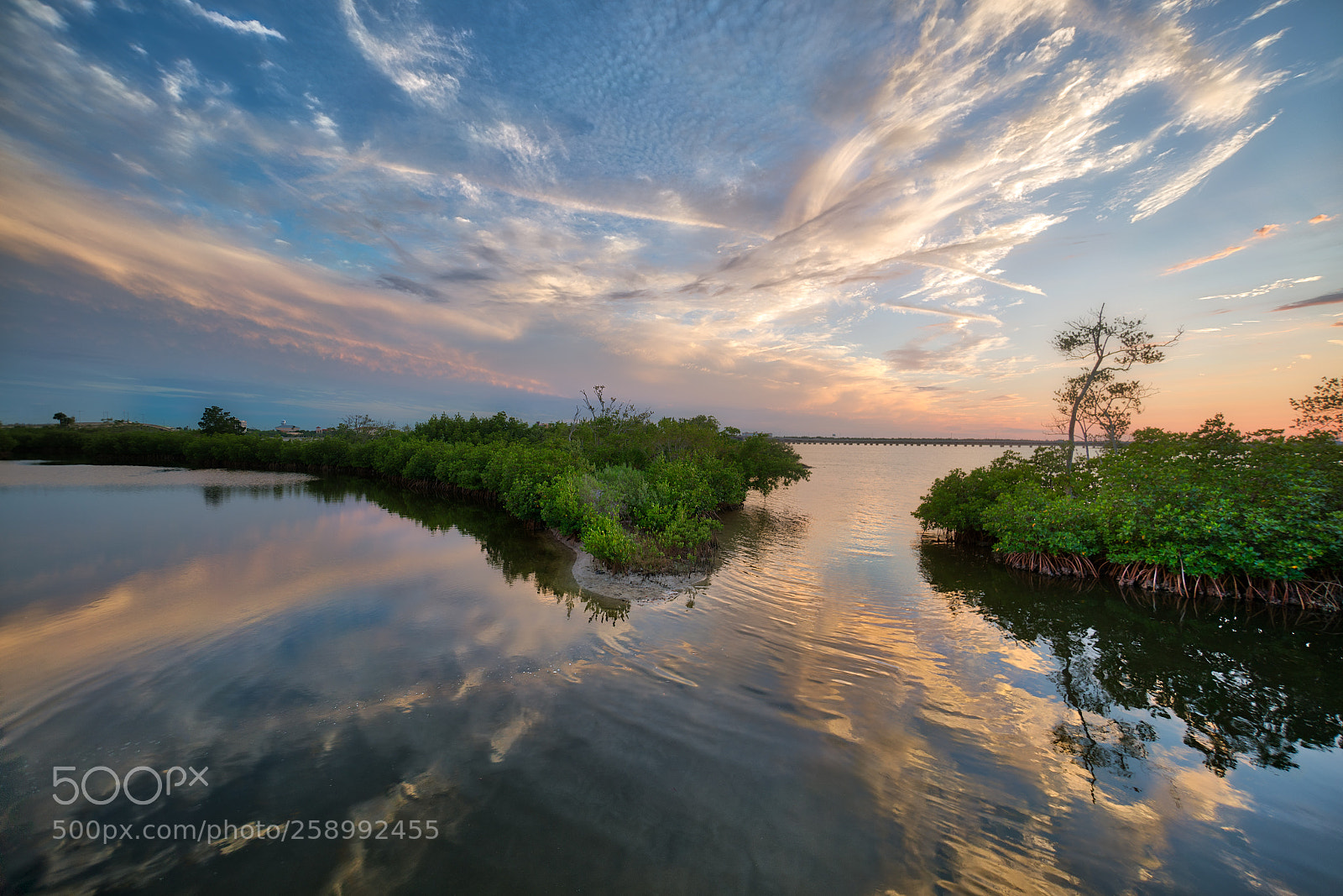 Sony a7R II sample photo. Urban mangroves photography
