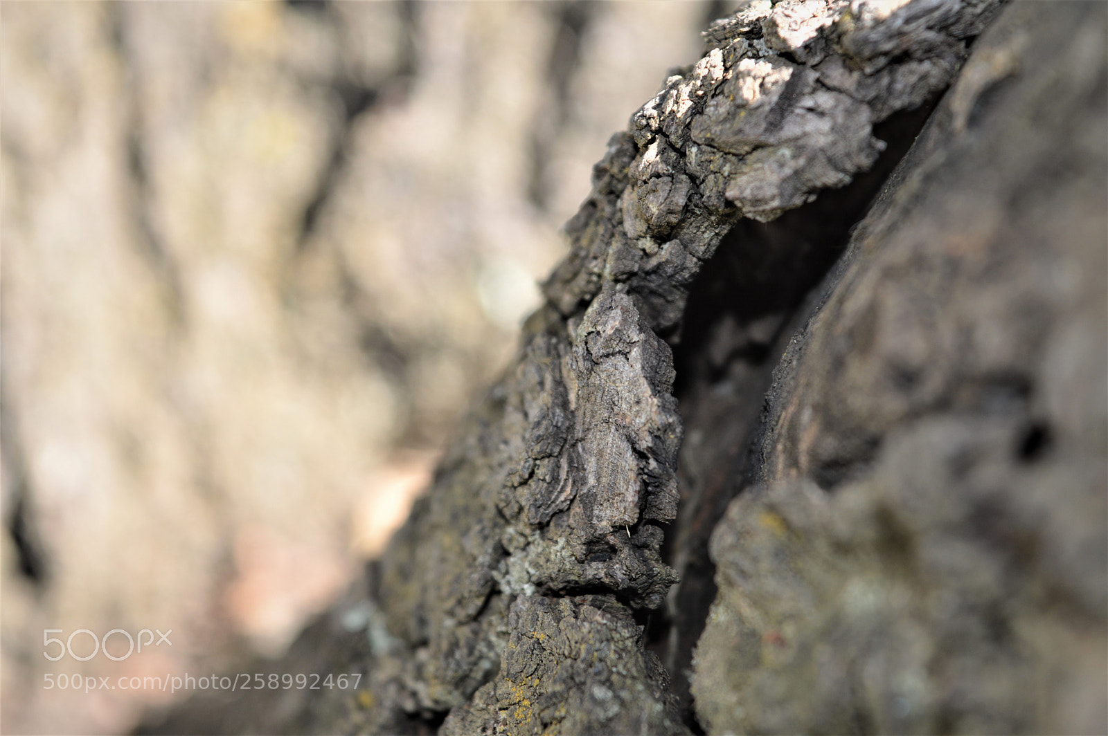 Nikon D3200 sample photo. The dead tree photography