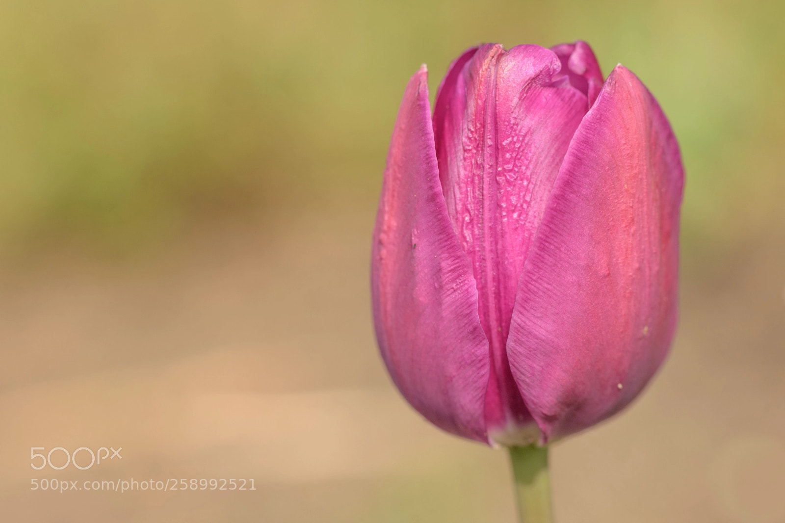 Nikon D5500 sample photo. Put your love in photography