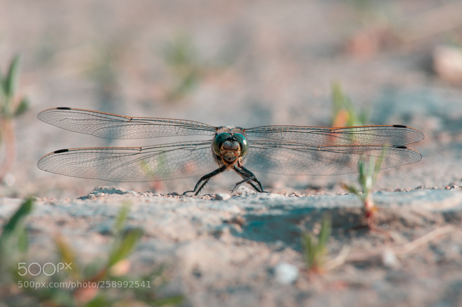 Nikon D3400 sample photo. Dragonfly photography