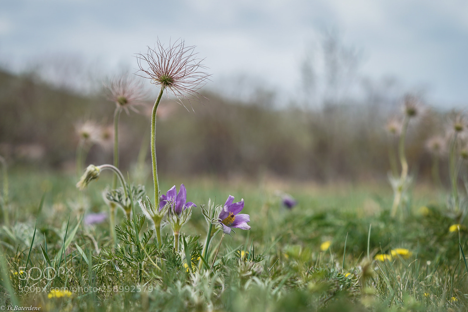 Sony a9 sample photo. End of spring photography