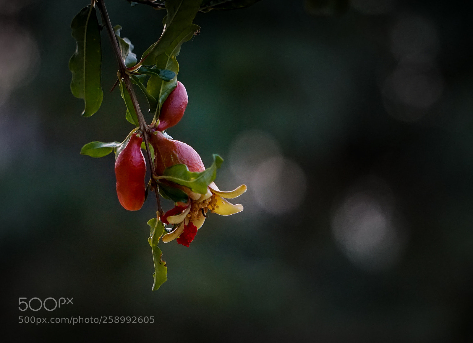 Sony a6000 sample photo. Low hanging flower bud photography