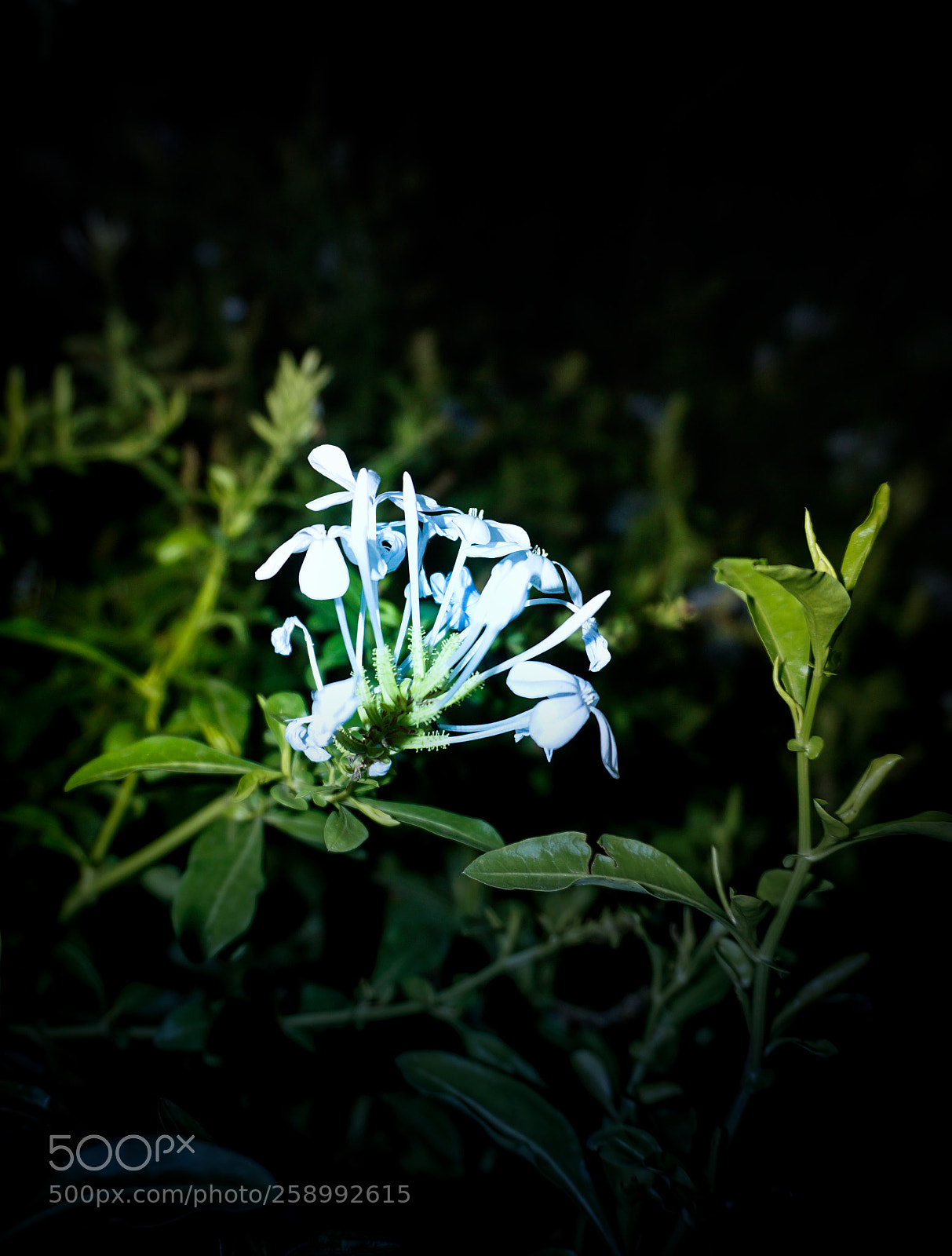 Sony a6000 sample photo. Abstract bright flower at photography
