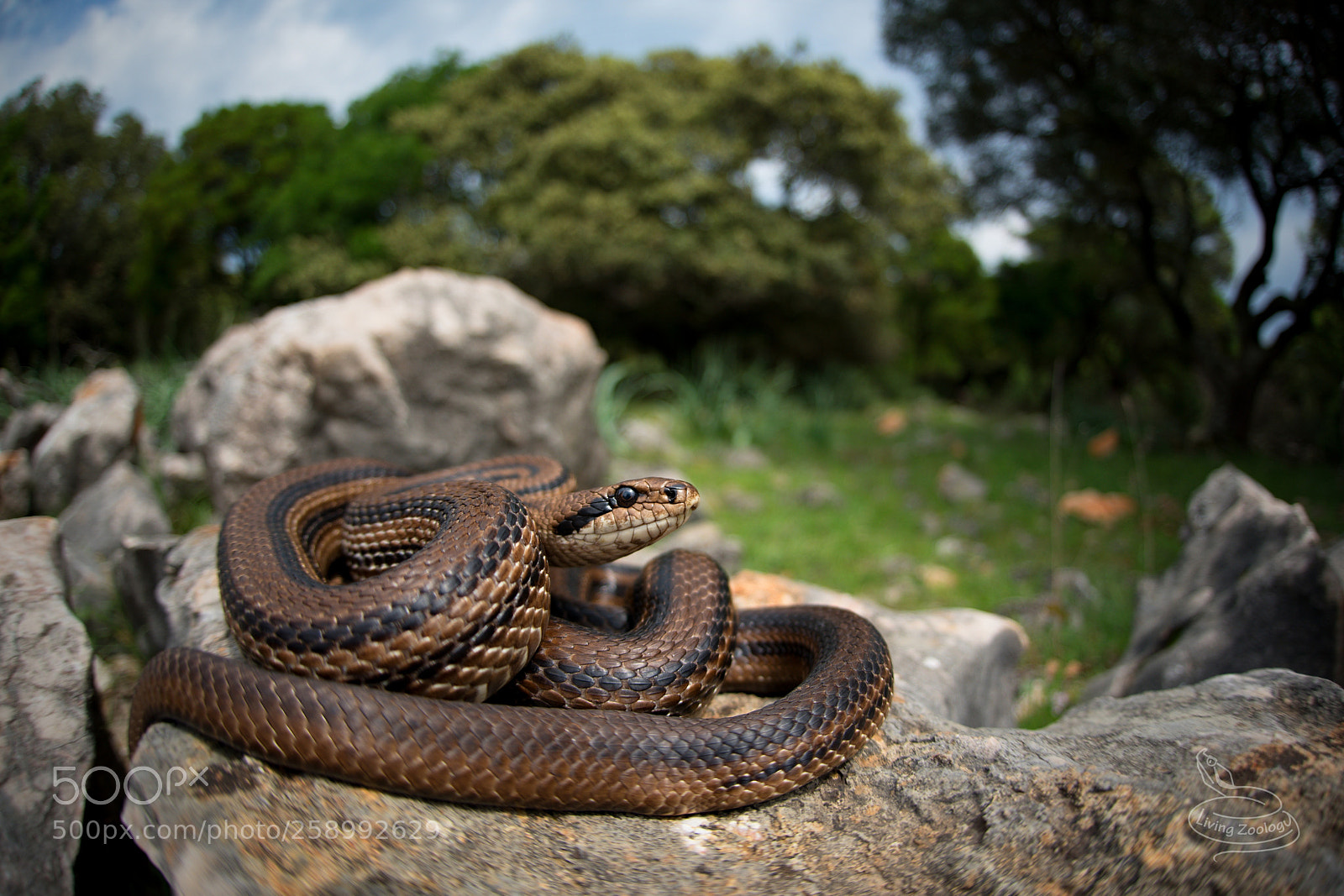 Nikon D750 sample photo. Four-lined snake (elaphe quatuorlineata) photography