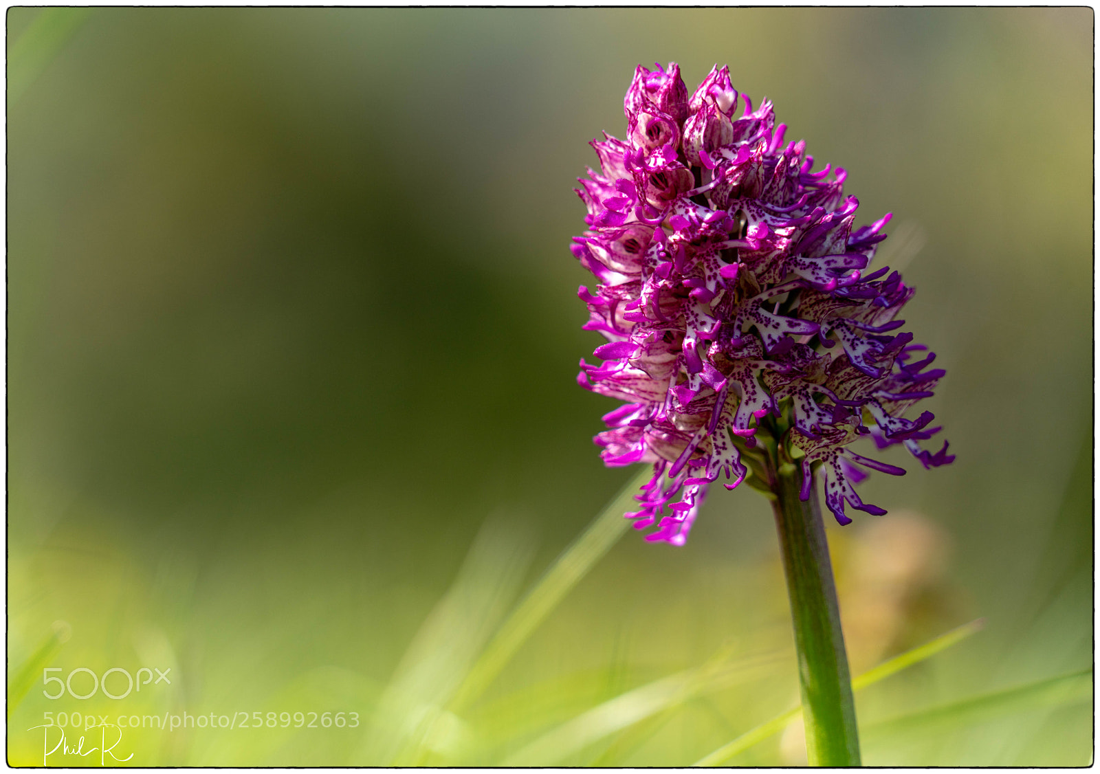 Sony a7R sample photo. Wild thing photography