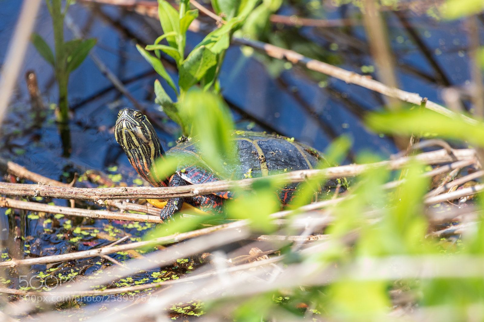 Canon EOS 750D (EOS Rebel T6i / EOS Kiss X8i) sample photo. Turtle sunbathing photography