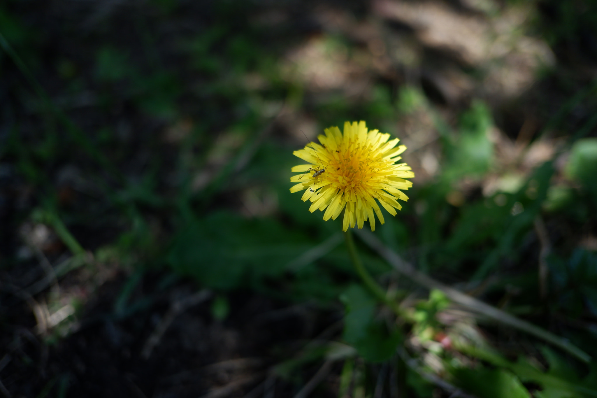 Fujifilm X-A3 sample photo. Dandelion & insect photography
