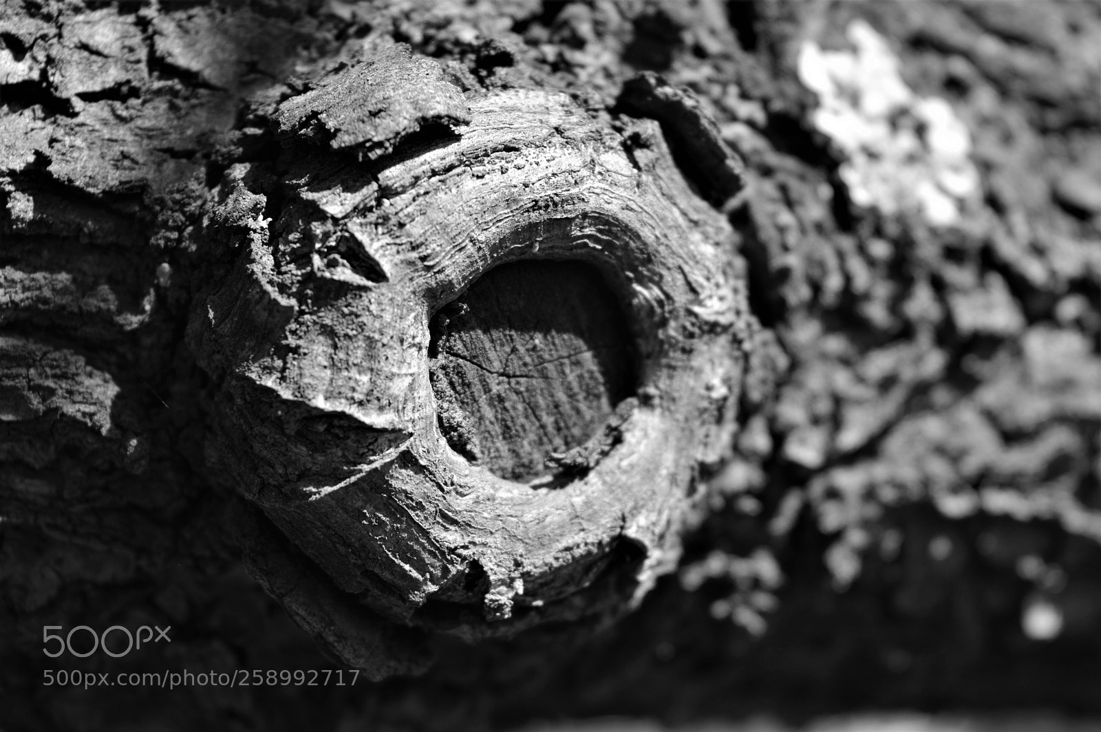 Nikon D3200 sample photo. The eye photography