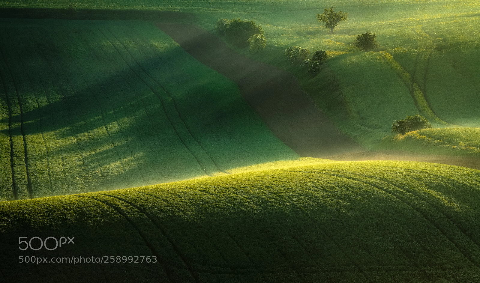 Nikon D850 sample photo. Green tones of spring photography