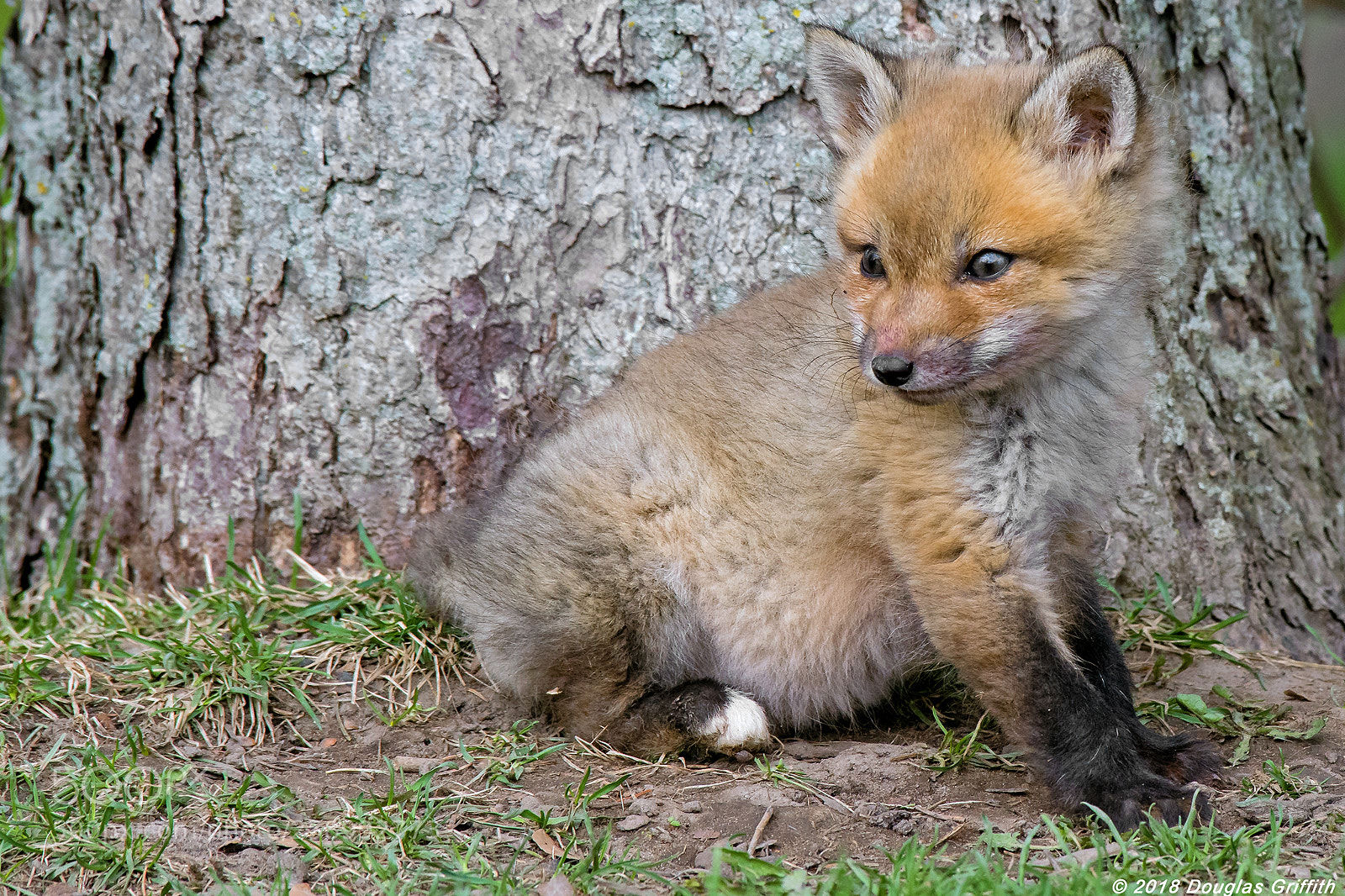 Nikon D500 sample photo. Whitefoot red fox kit photography