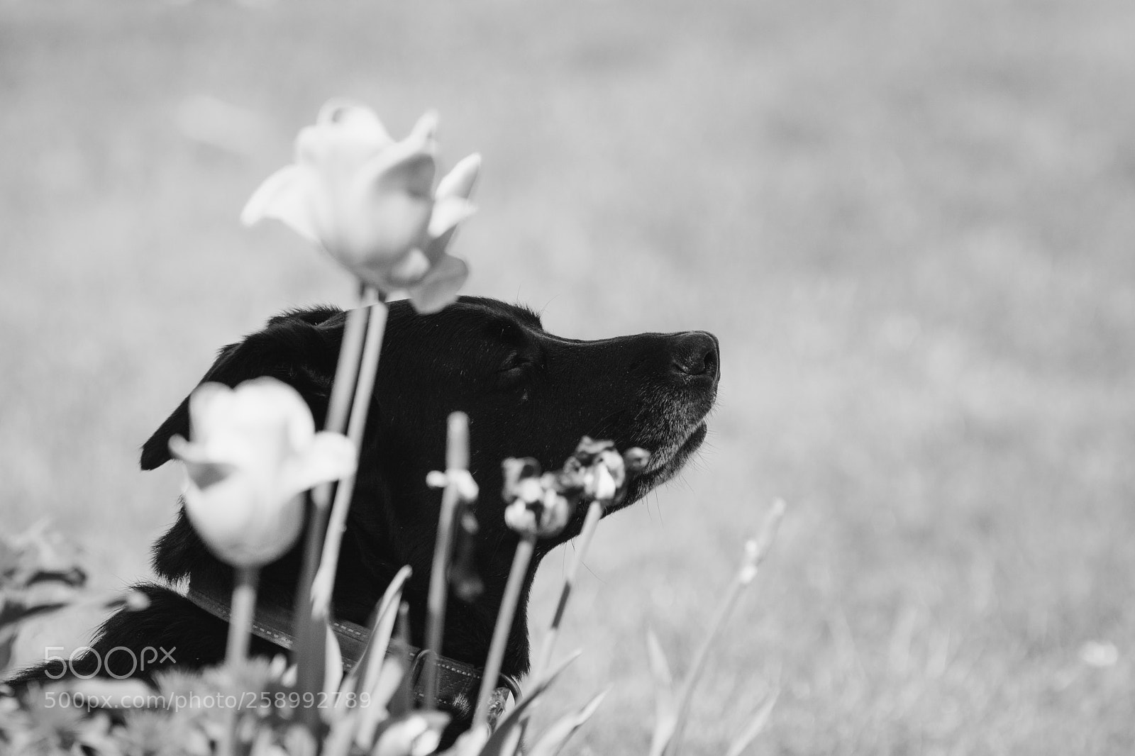Nikon D5300 sample photo. Just sniffin' photography