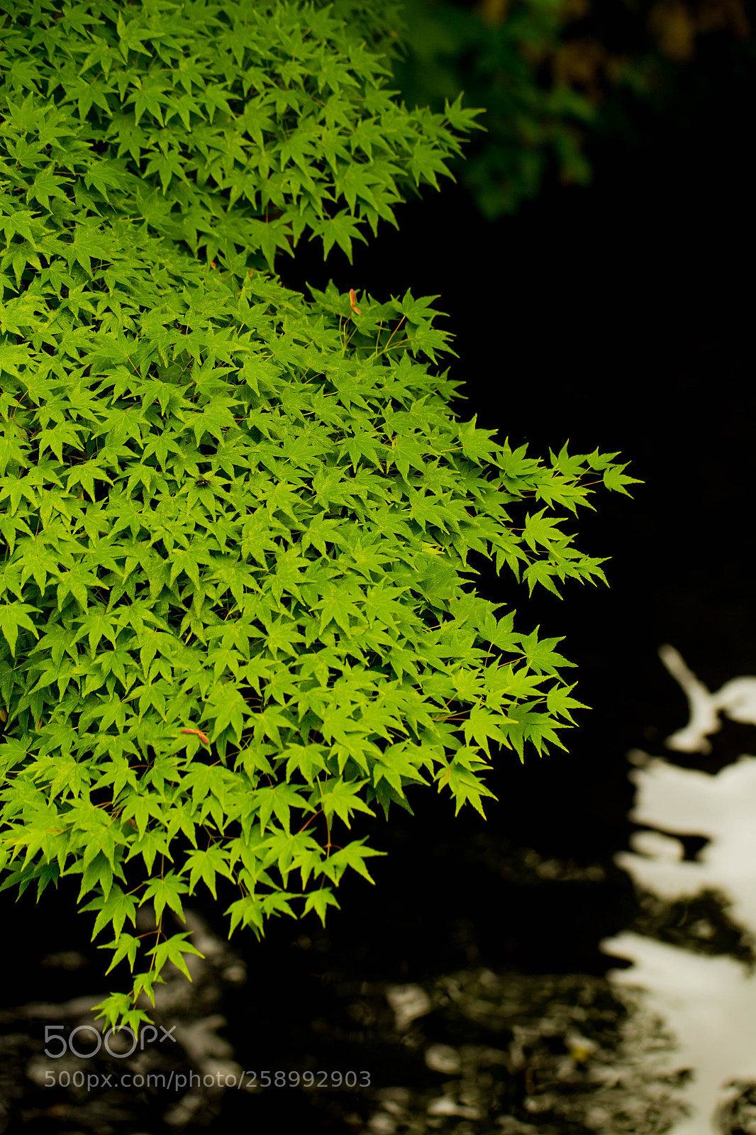 Canon EOS 6D sample photo. 新緑　new green photography