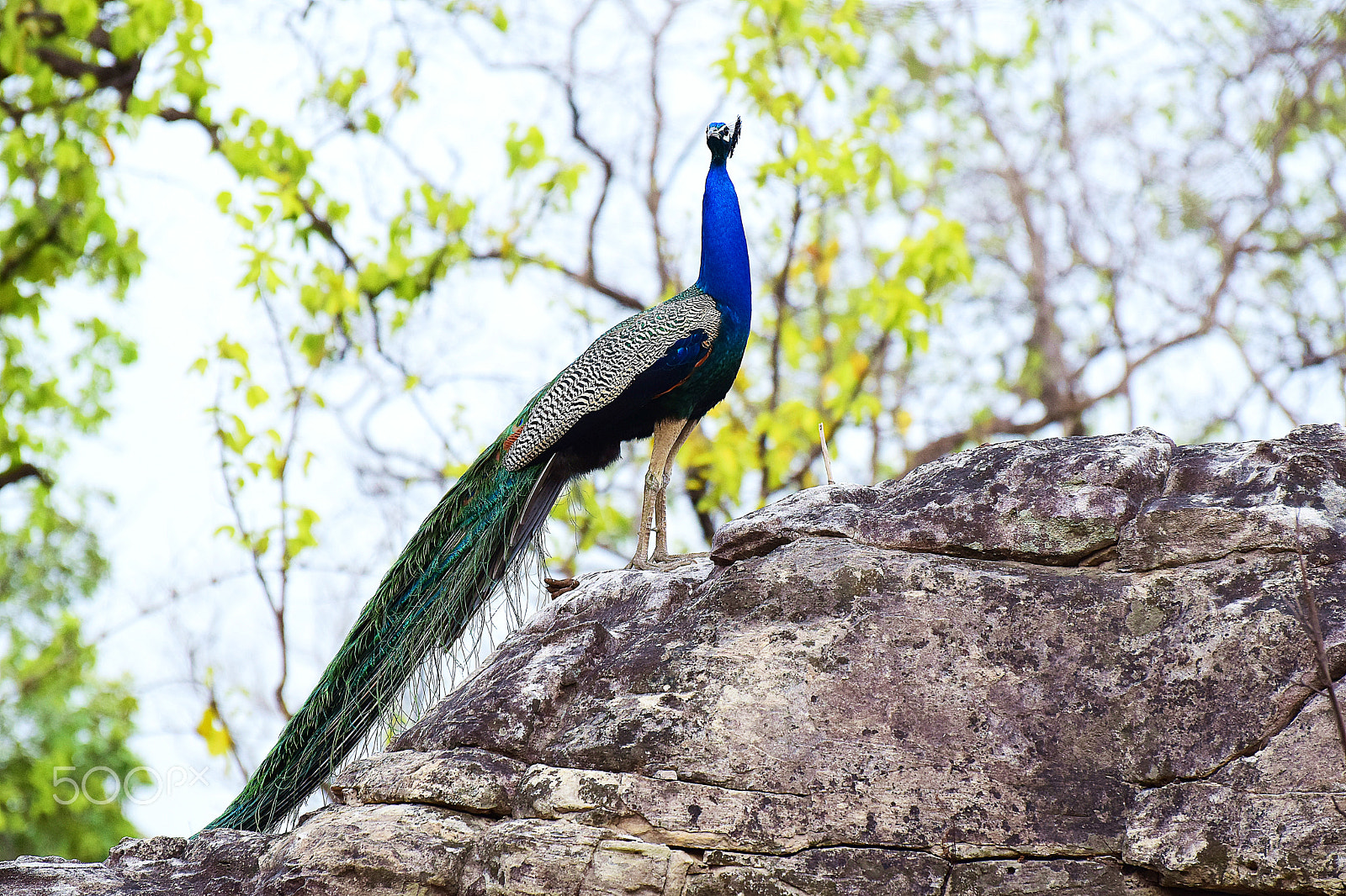 Nikon D5300 sample photo. :: id - peacock :: national bird of india. photography