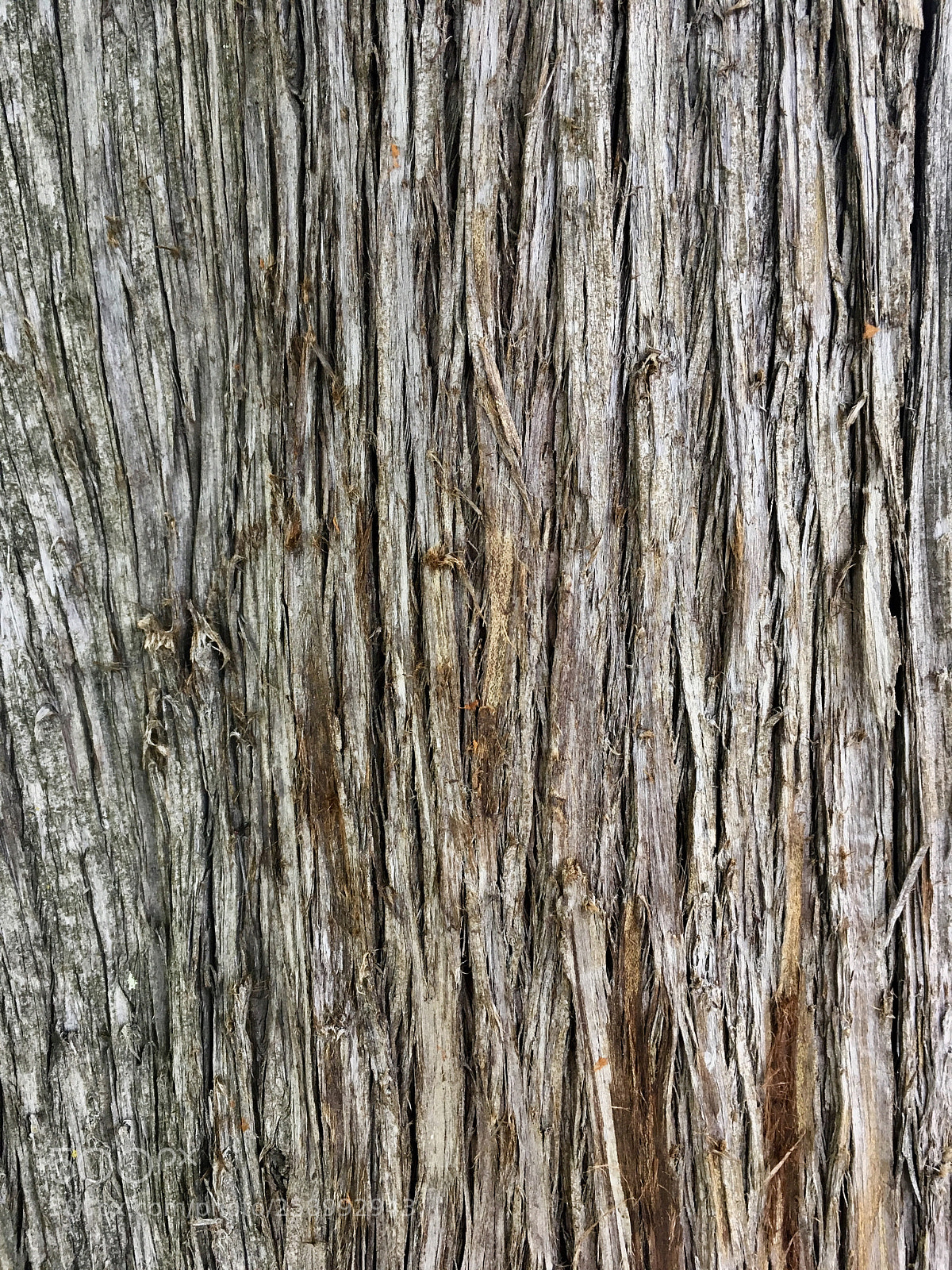 Apple iPhone SE sample photo. Tree texture photography