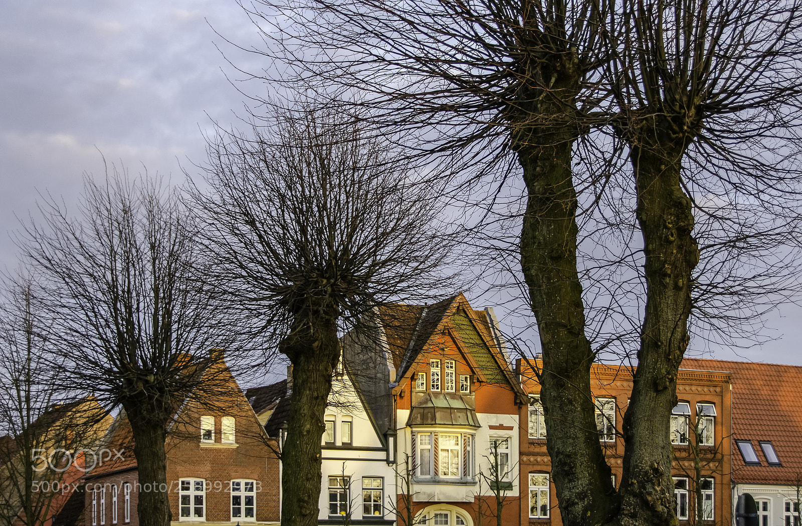 Nikon D7000 sample photo. Bare trees photography