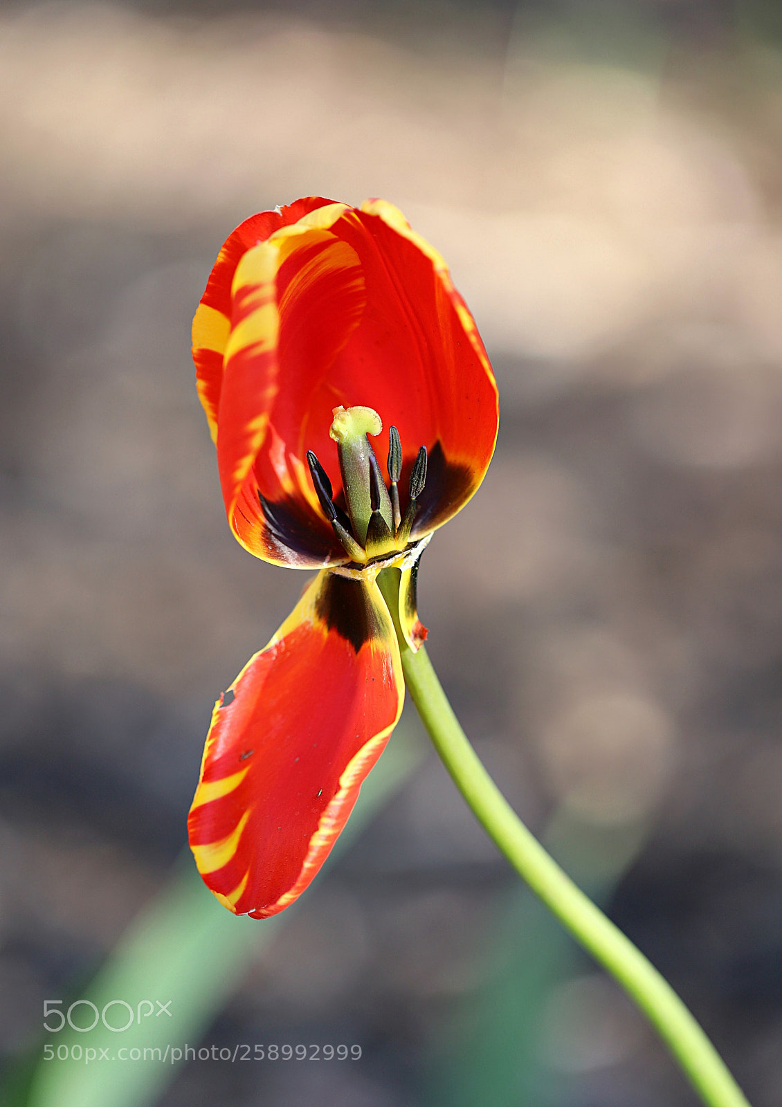 Canon EOS 6D Mark II sample photo. Hanging on photography