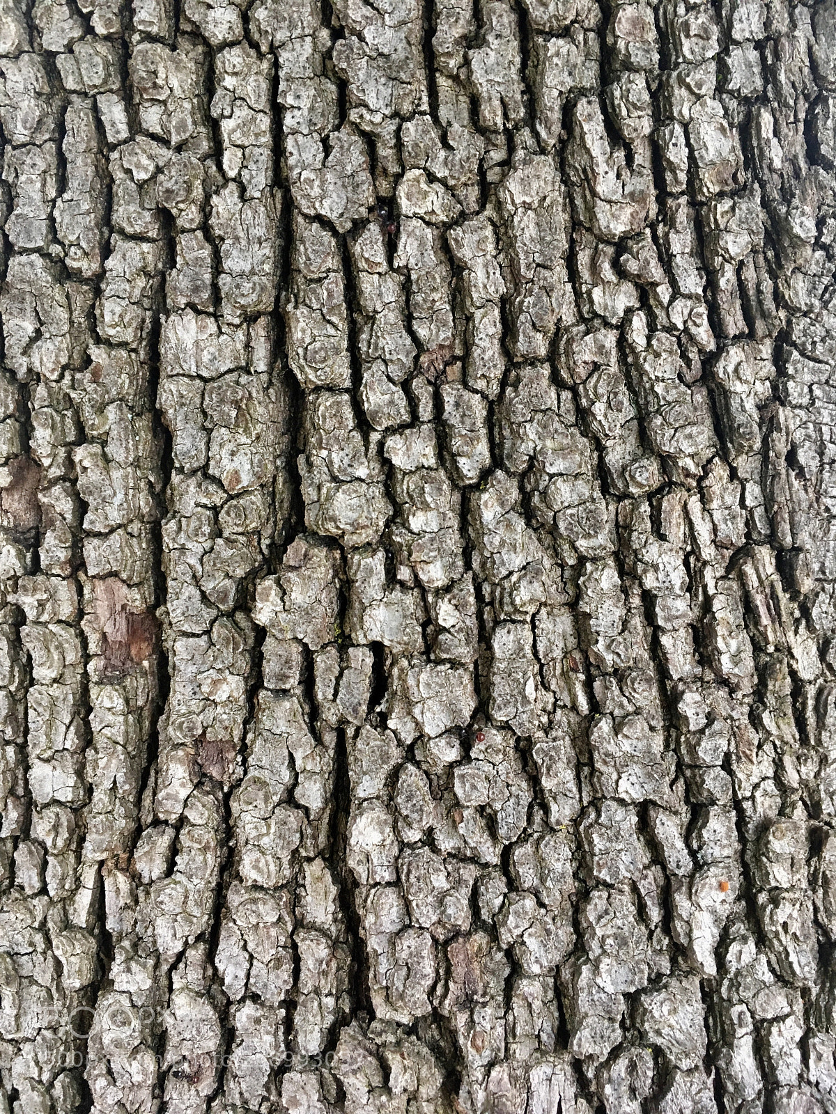Apple iPhone SE sample photo. Tree texture photography