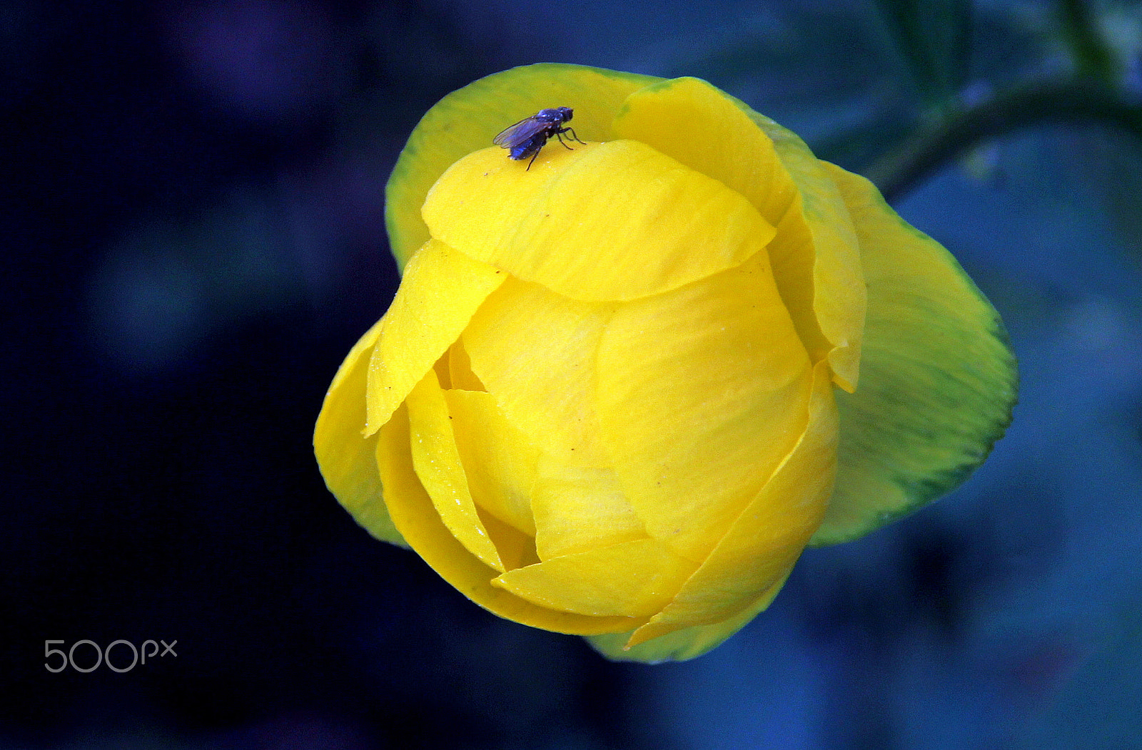 Canon EOS 700D (EOS Rebel T5i / EOS Kiss X7i) sample photo. The fly on yellow. photography