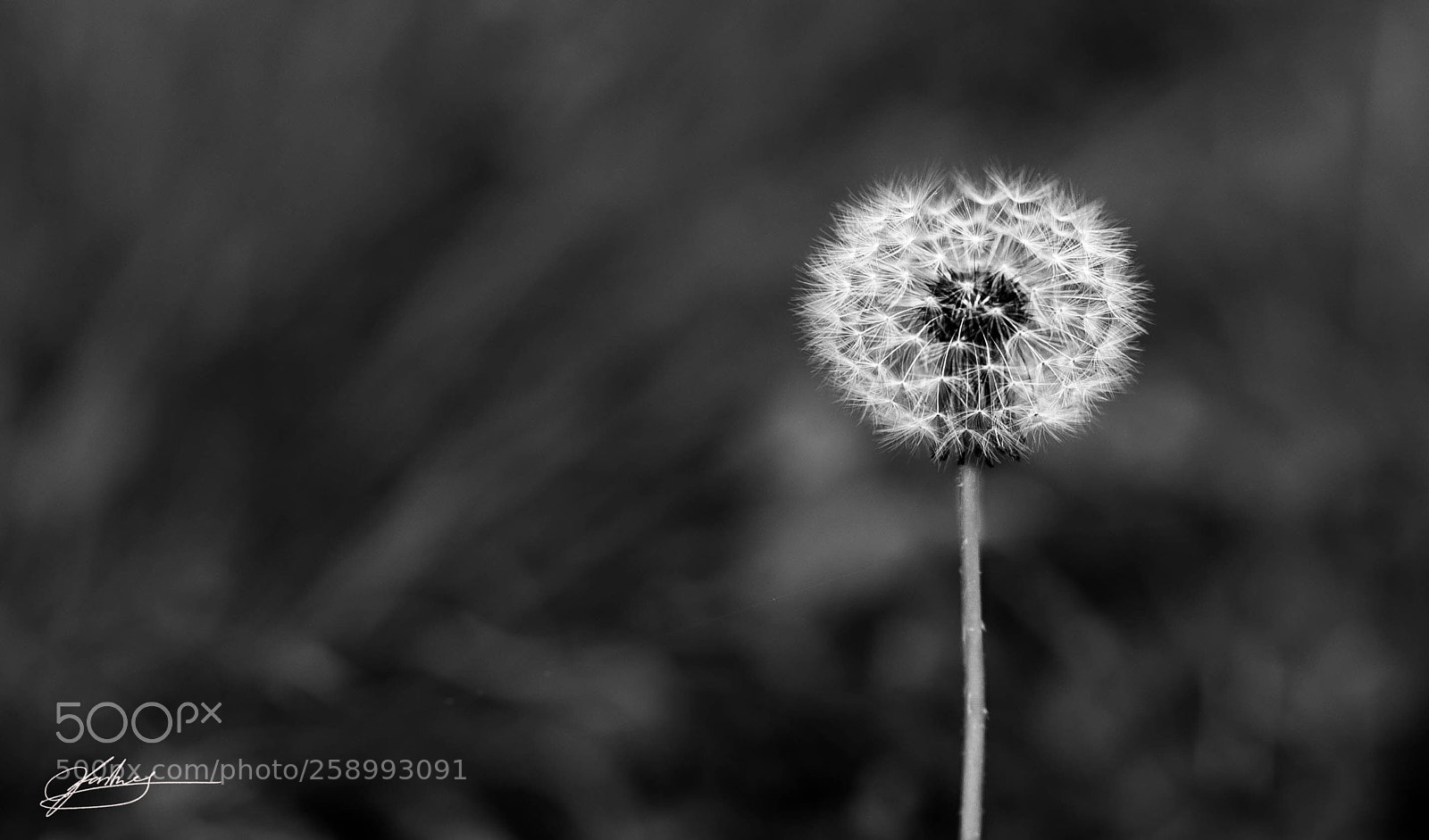 Canon EOS 5D Mark IV sample photo. Nature is beautiful  photography