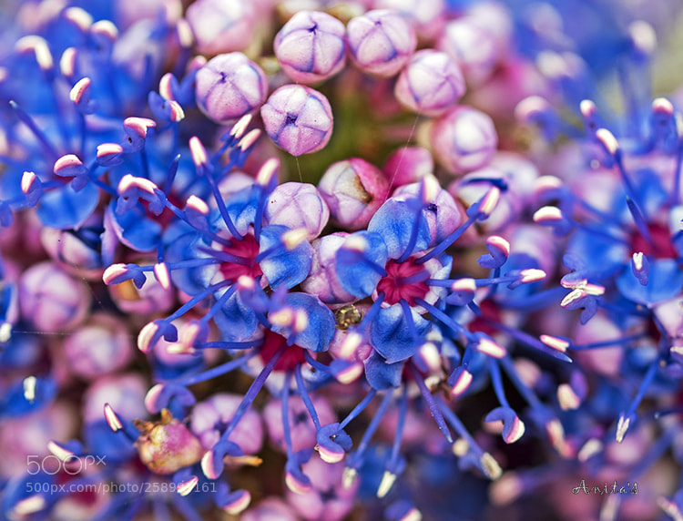 Nikon D750 sample photo. Gems of wild photography