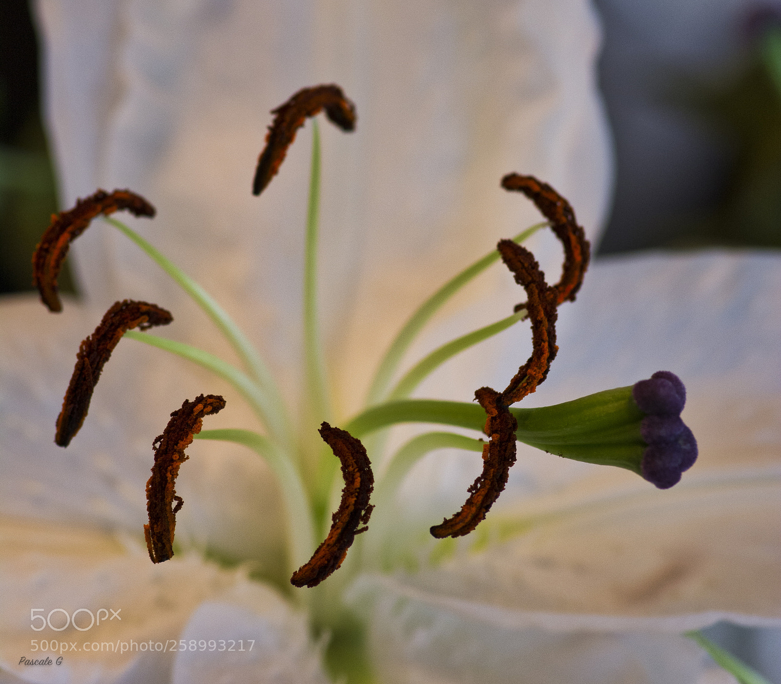 Nikon D7100 sample photo. White lily photography