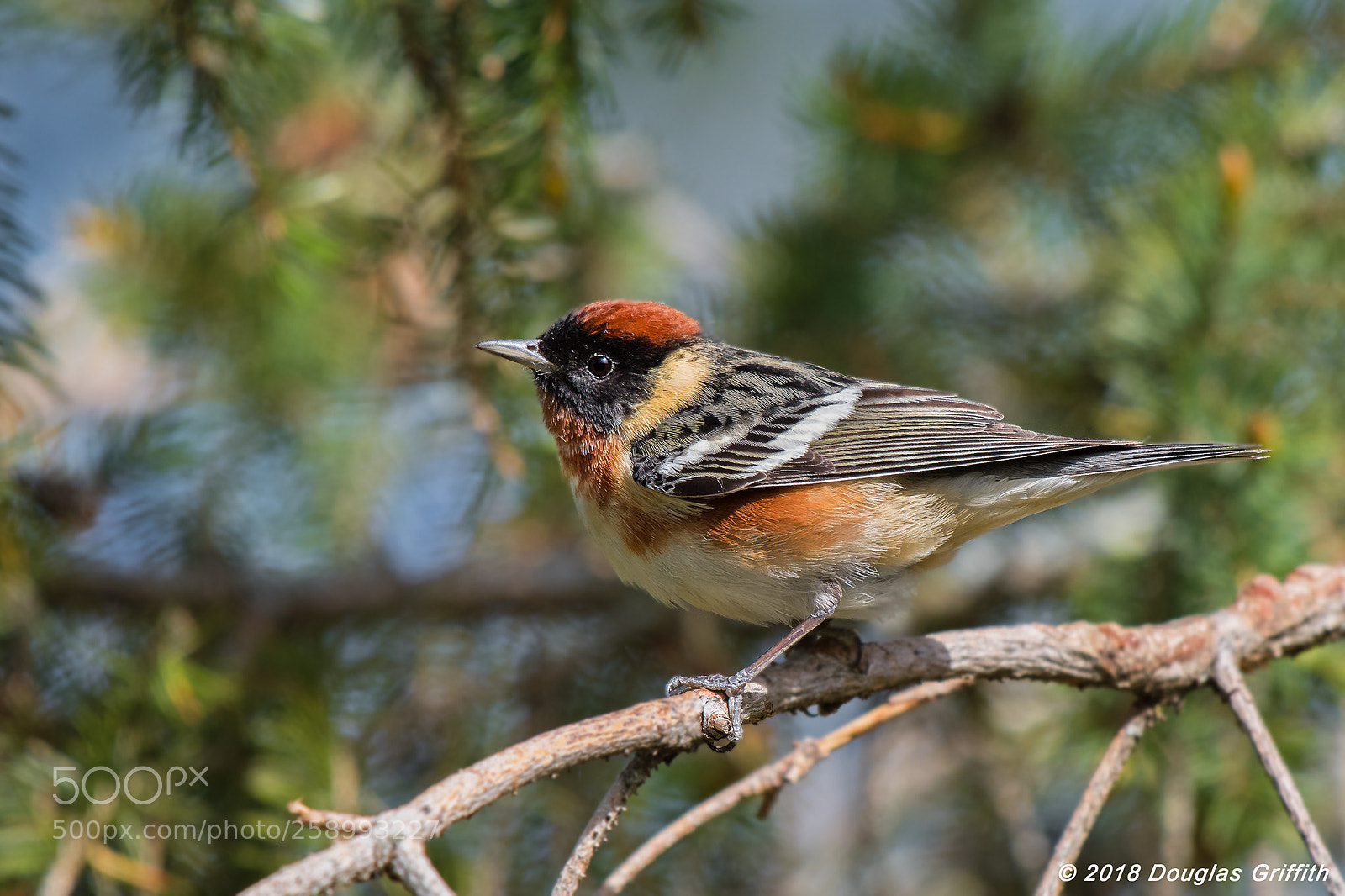 Nikon D500 sample photo. Bay-breasted warbler (setophaga castanea) photography