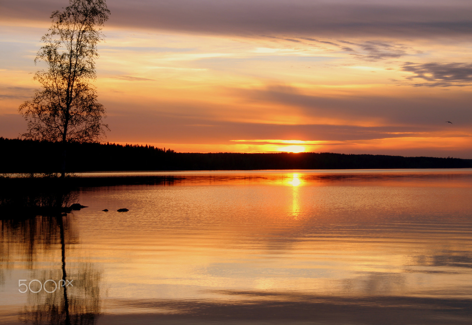 Sigma 18-200mm f/3.5-6.3 DC OS sample photo. The birch and sunset.... photography