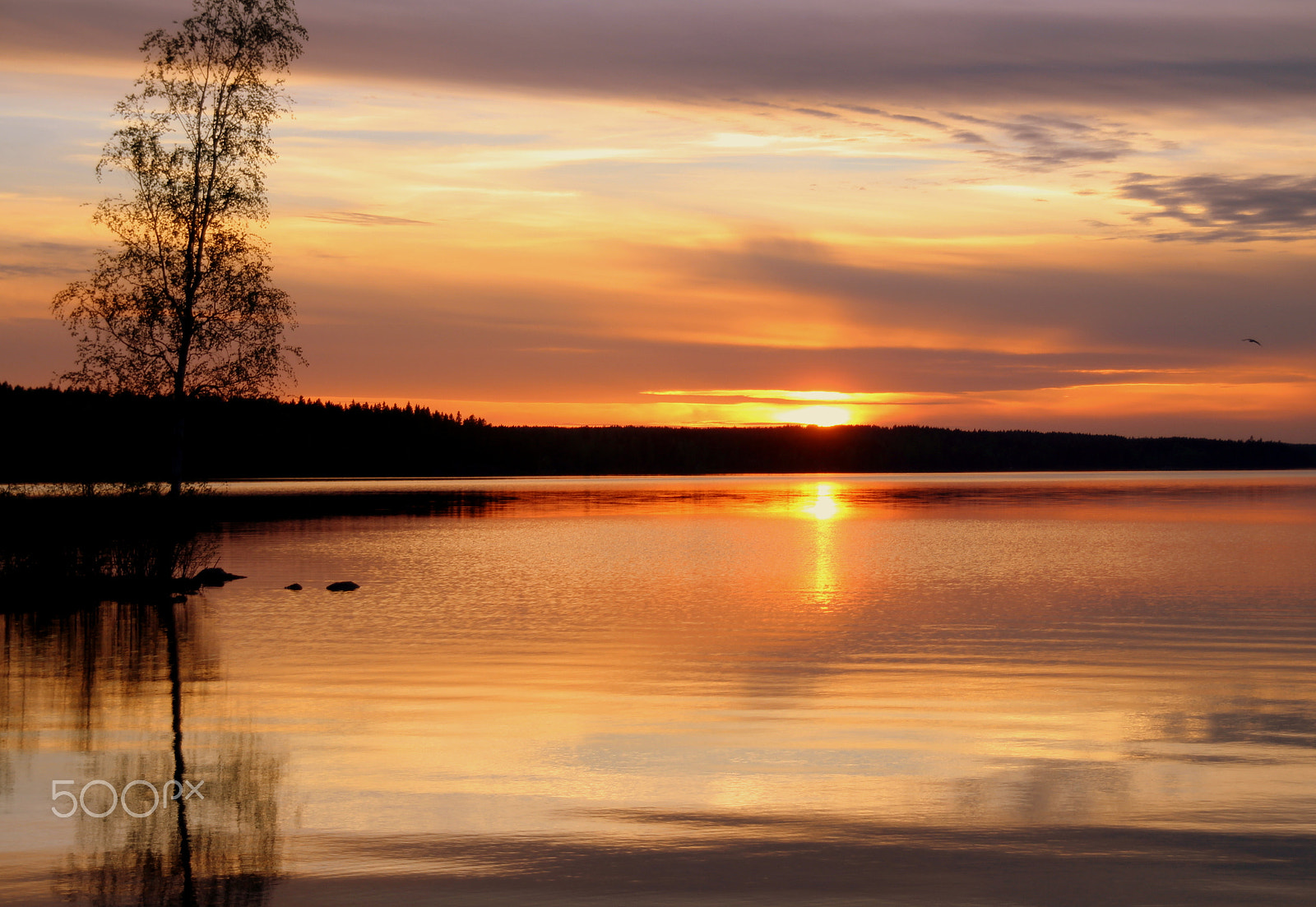 Canon EOS 700D (EOS Rebel T5i / EOS Kiss X7i) sample photo. The birch and sunset.... photography